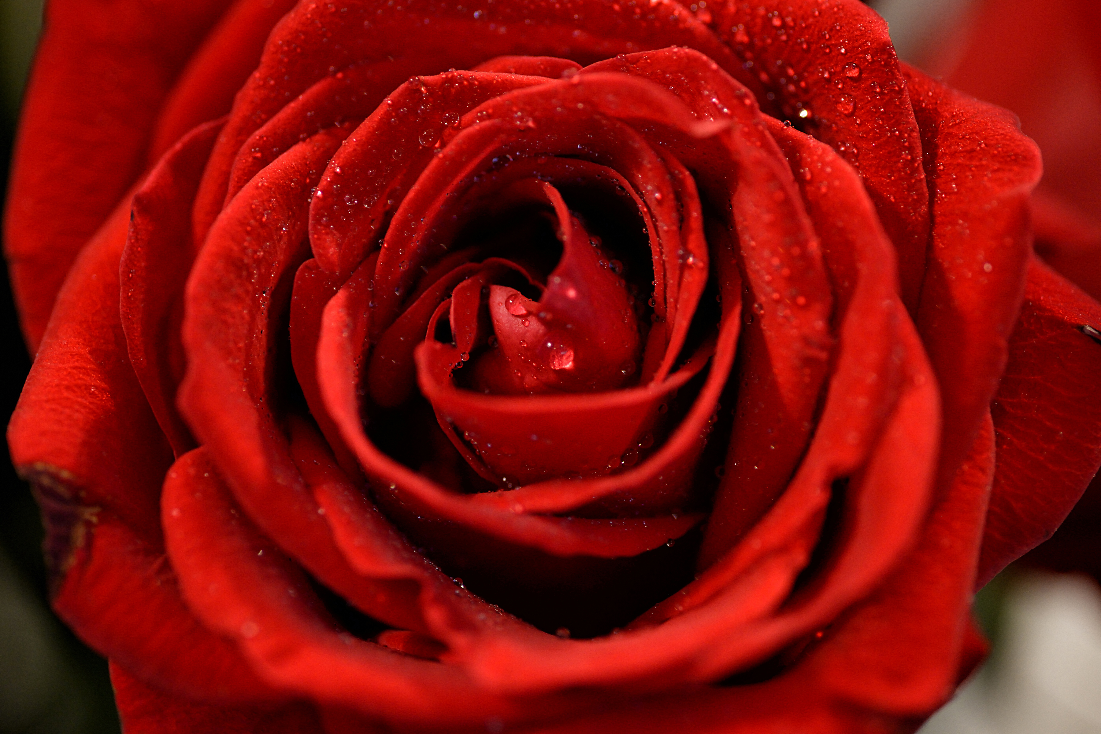 Красный гудеть. Ред ред Роуз. Бутон красной розы. Красивые красные розы. Красный цветочек.