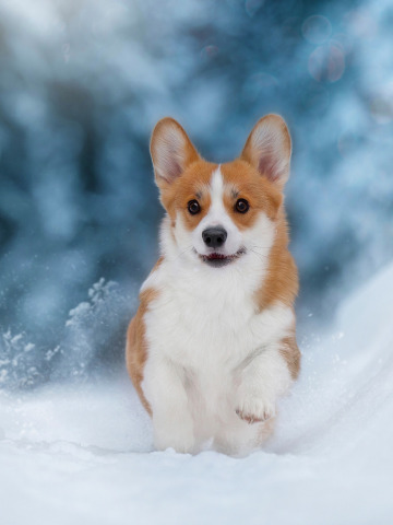 Download wallpaper dog doggie Anna Oris puppy snow winter