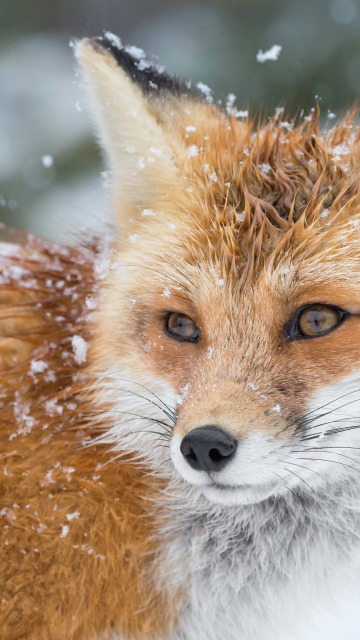 winter, snow, Fox, Fox