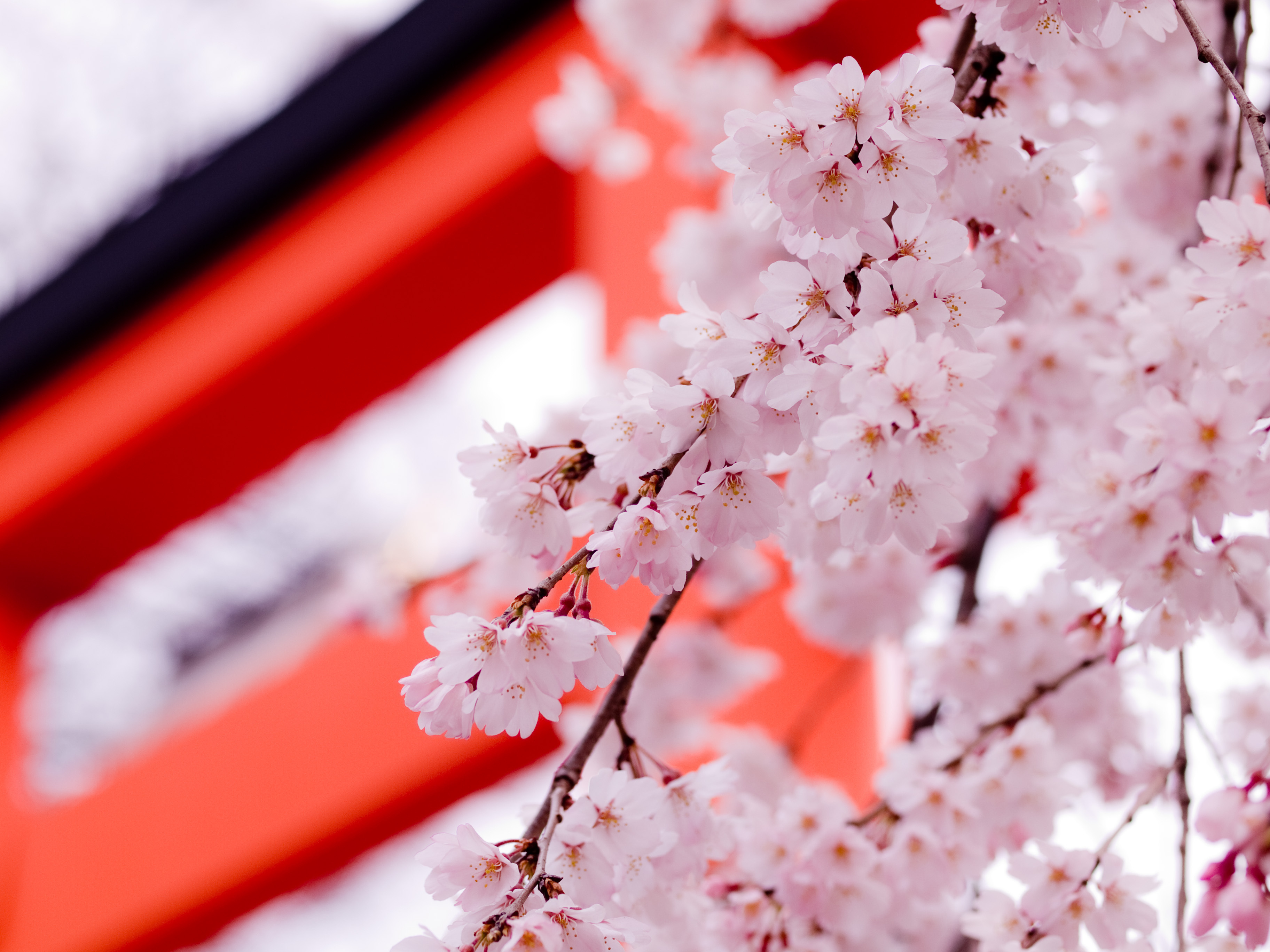 Beautiful sakura