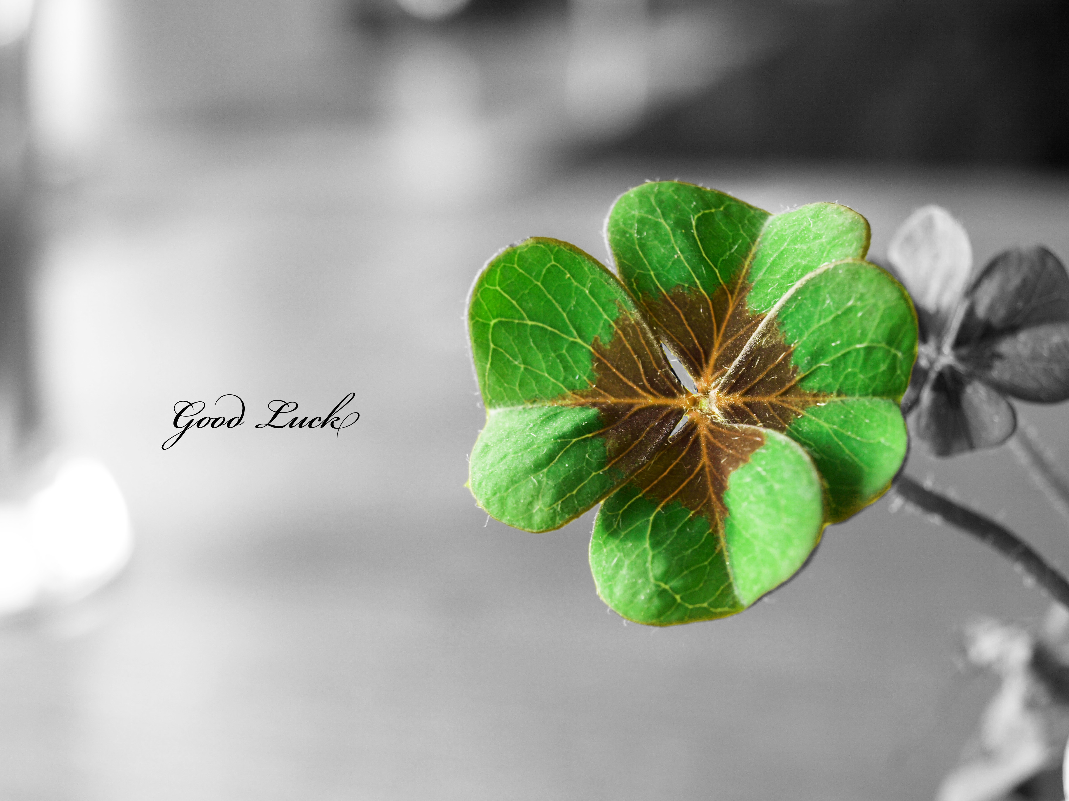 Wallpaper the inscription, clover, good luck, Good Luck for mobile and  desktop, section минимализм, resolution 3648x2736 - download