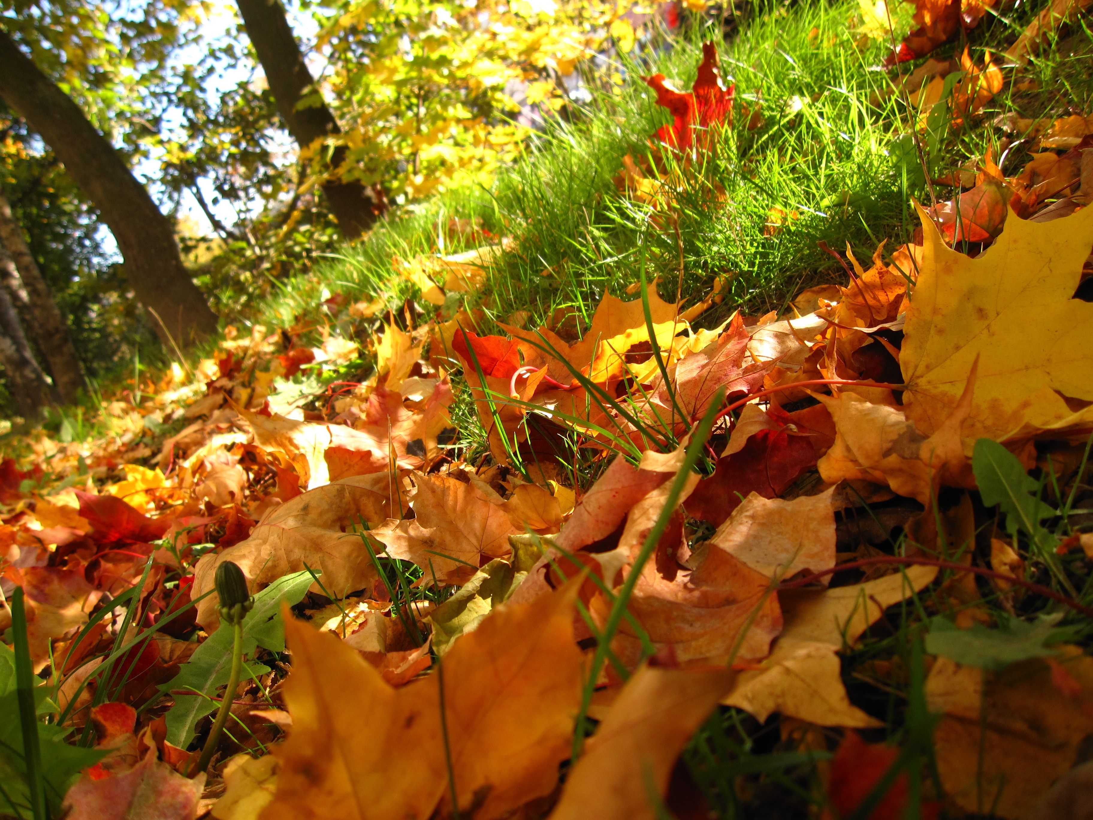 Осеннее богатство. Красивая осень. Осенняя природа. Осенние листья в лесу. Фотографии осени.