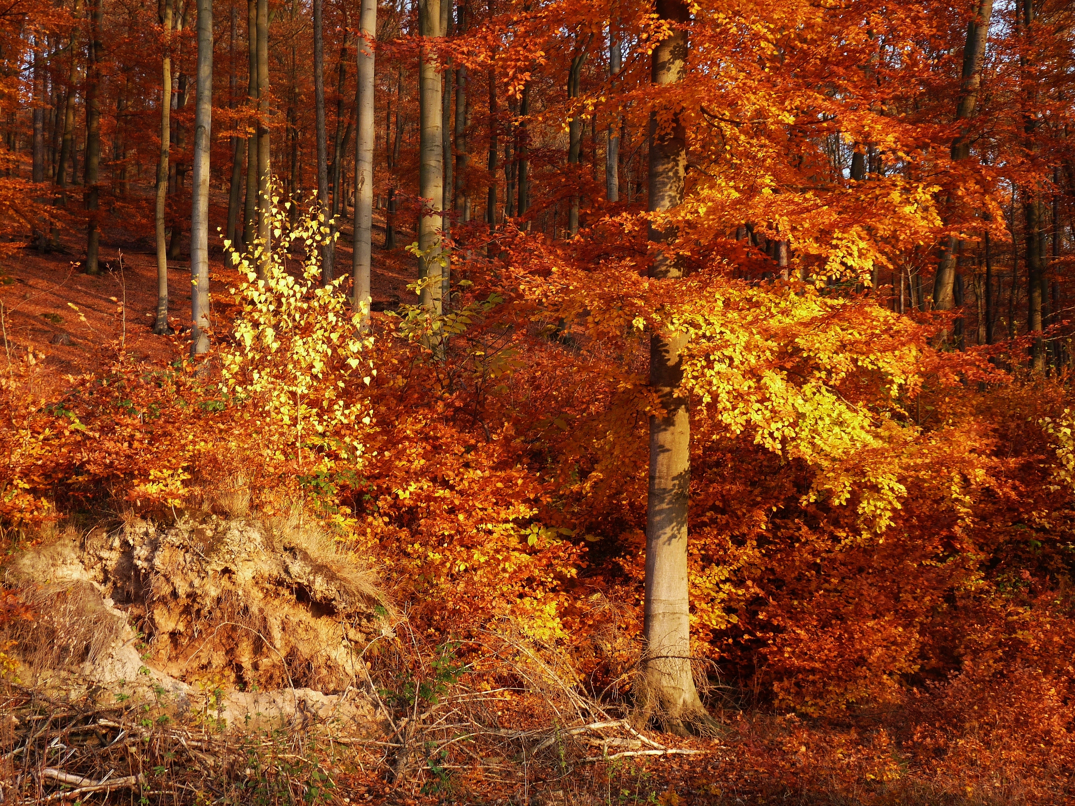 Осенний лес очень красивые. Осенний лес. Осень в лесу. Лес осенью. Пейзаж осеннего леса.