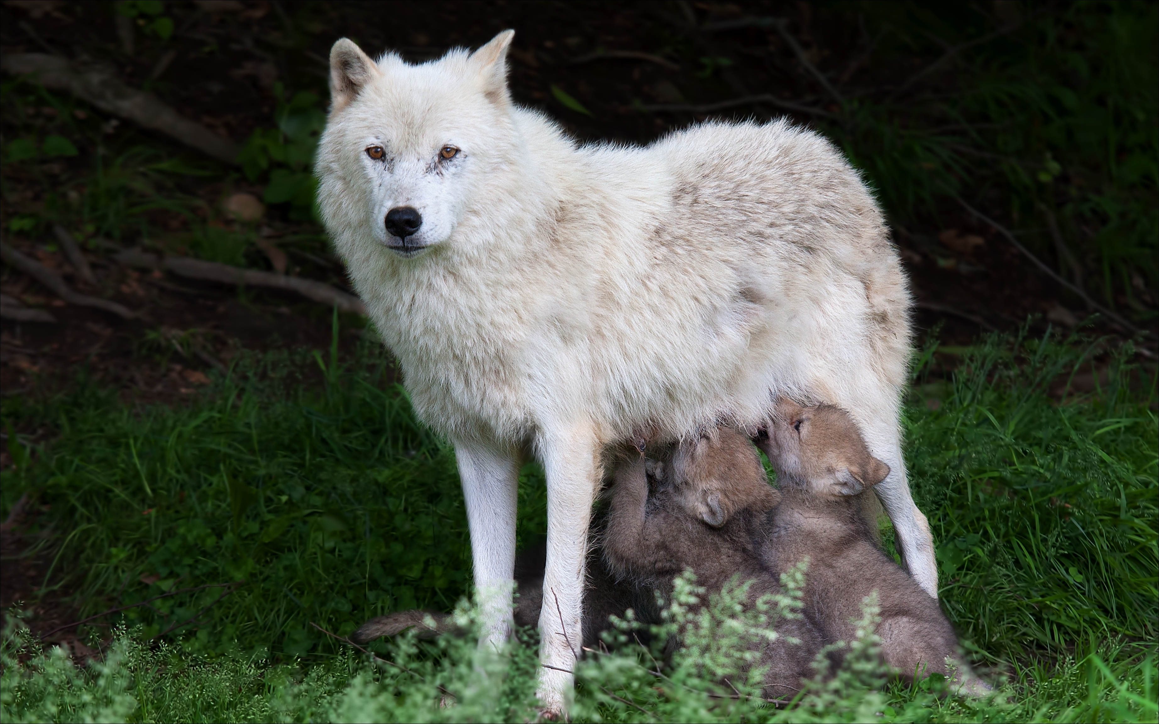 Дикая жизнь волков. Полярный волк с волчатами. Белый Полярный волк. Волк переярок. Волк волчица и Волчонок.