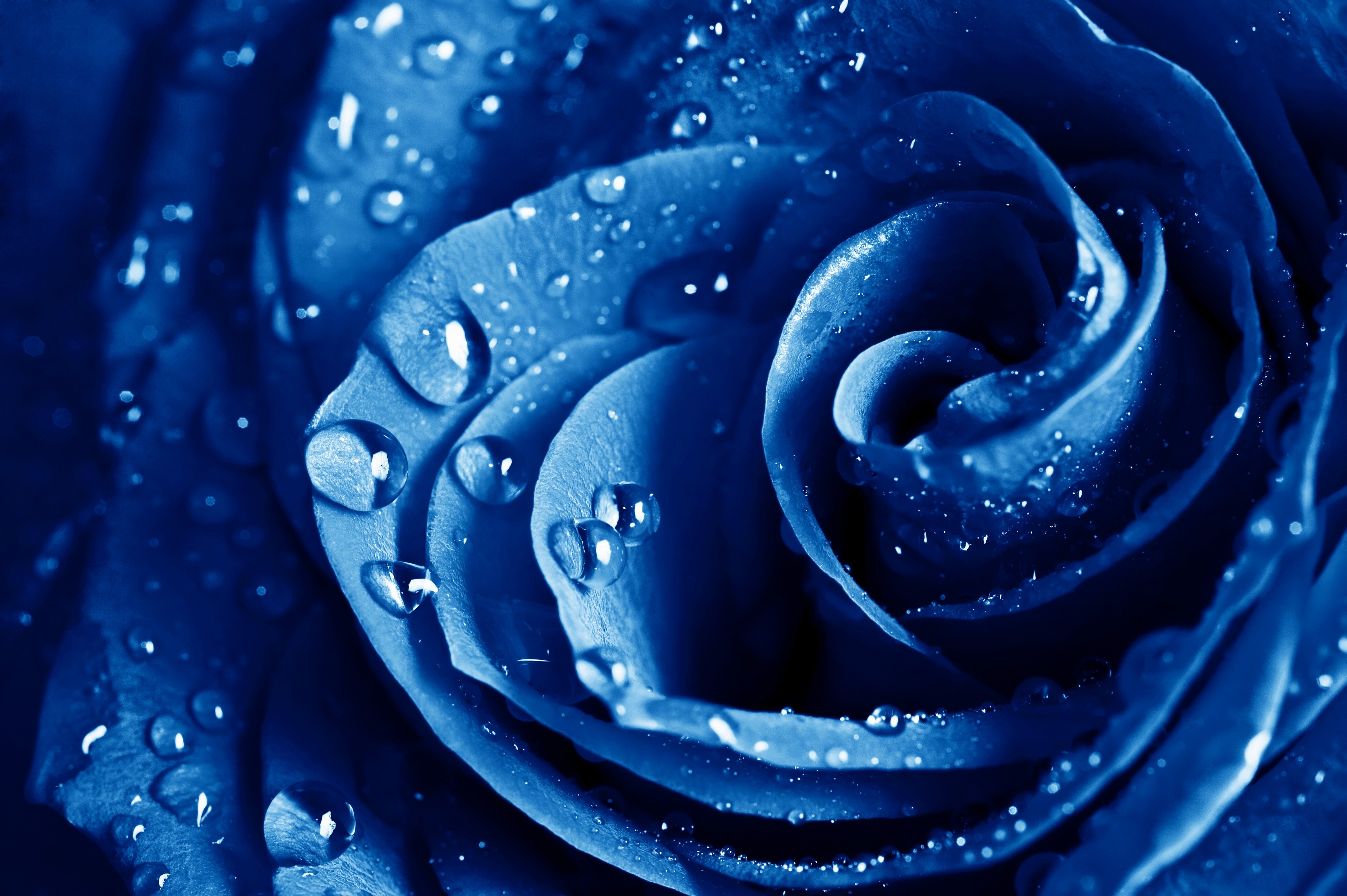 Wallpaper macro, rose, blue, The blue rose for mobile and desktop, section  цветы, resolution 3700x2462 - download