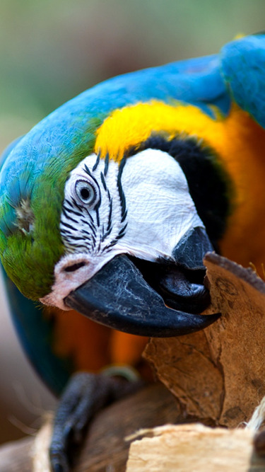 blue, bird, beak, parrot, Ara