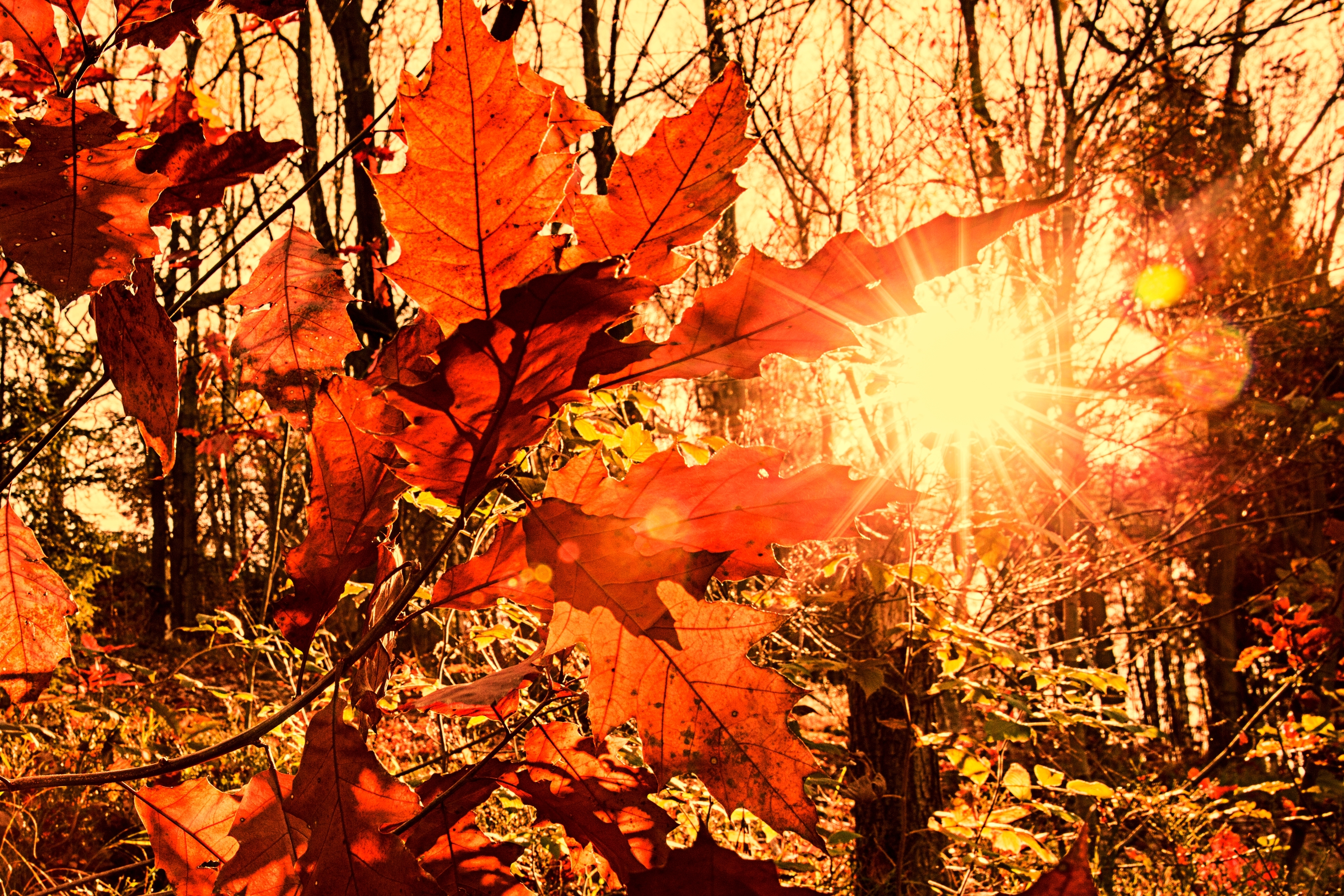 Гаснет багряный луч. Осеннее солнце. Осень солнце. Осенняя листва. Тёплая осень.