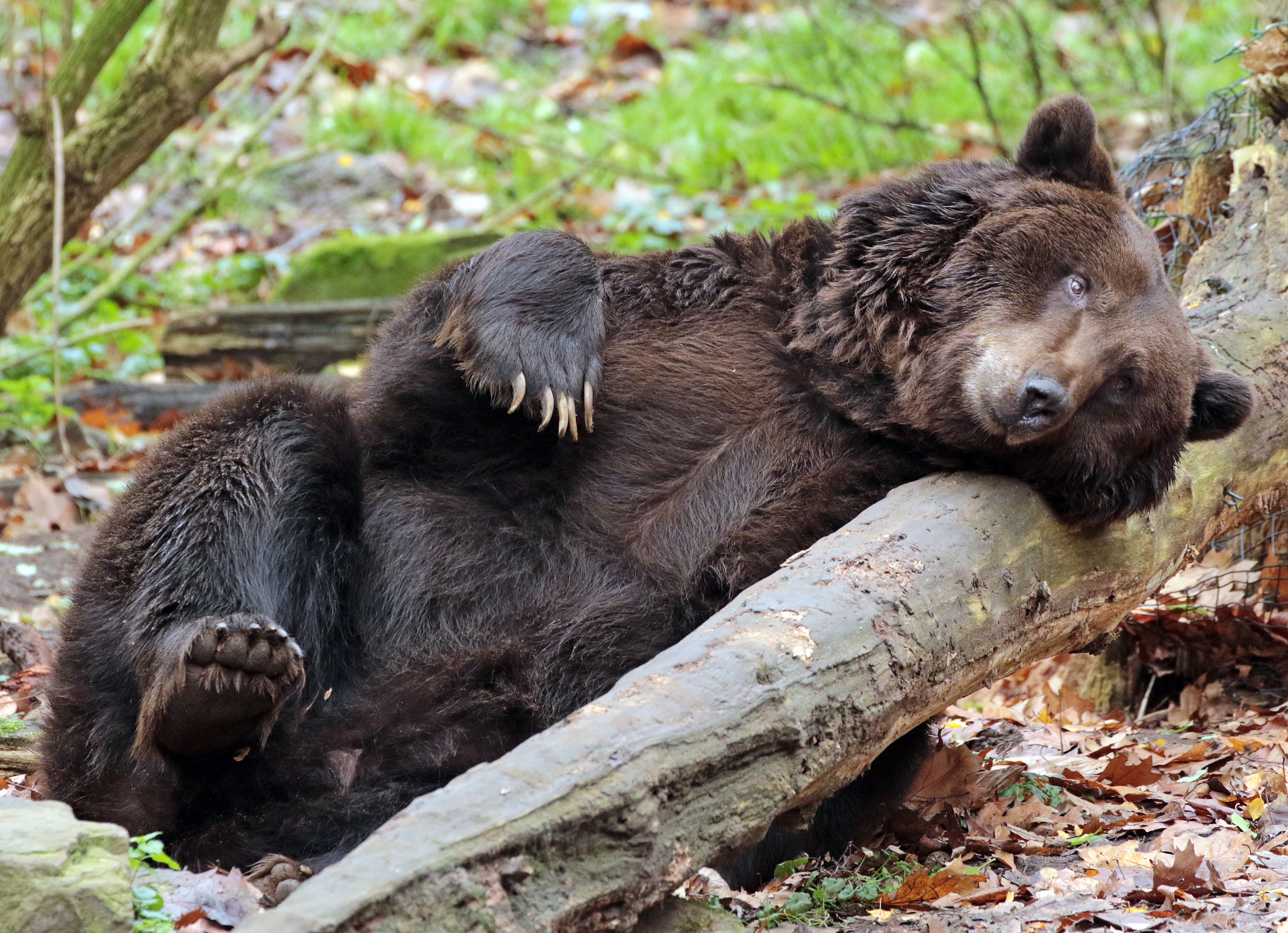 Зверь поедающий своих собратьев. Медведь. Бурый медведь. Спящий медведь.