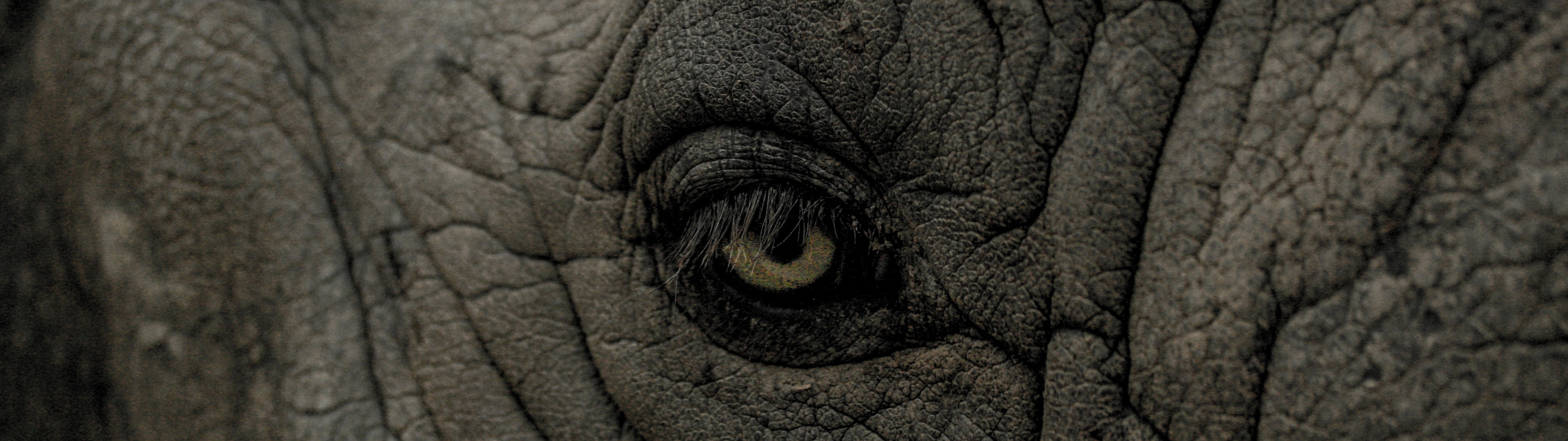 Download wallpaper rhino, eye, wrinkles, section animals in resolution ...