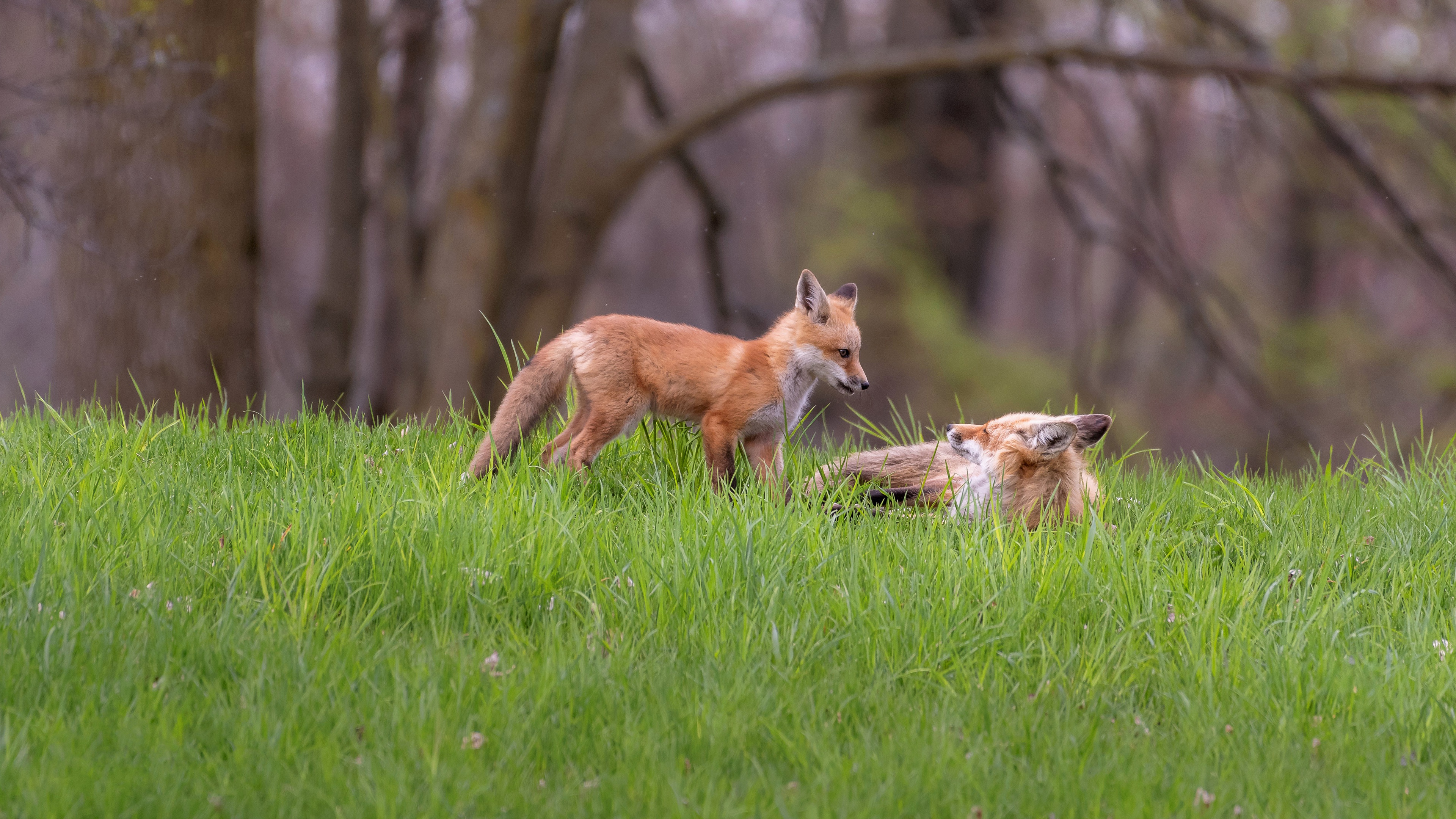 Two babies 1 fox. Лиса в траве. Лиса в лесу обои HD. Лиса в траве язык. Лис лежит на траве в крови.