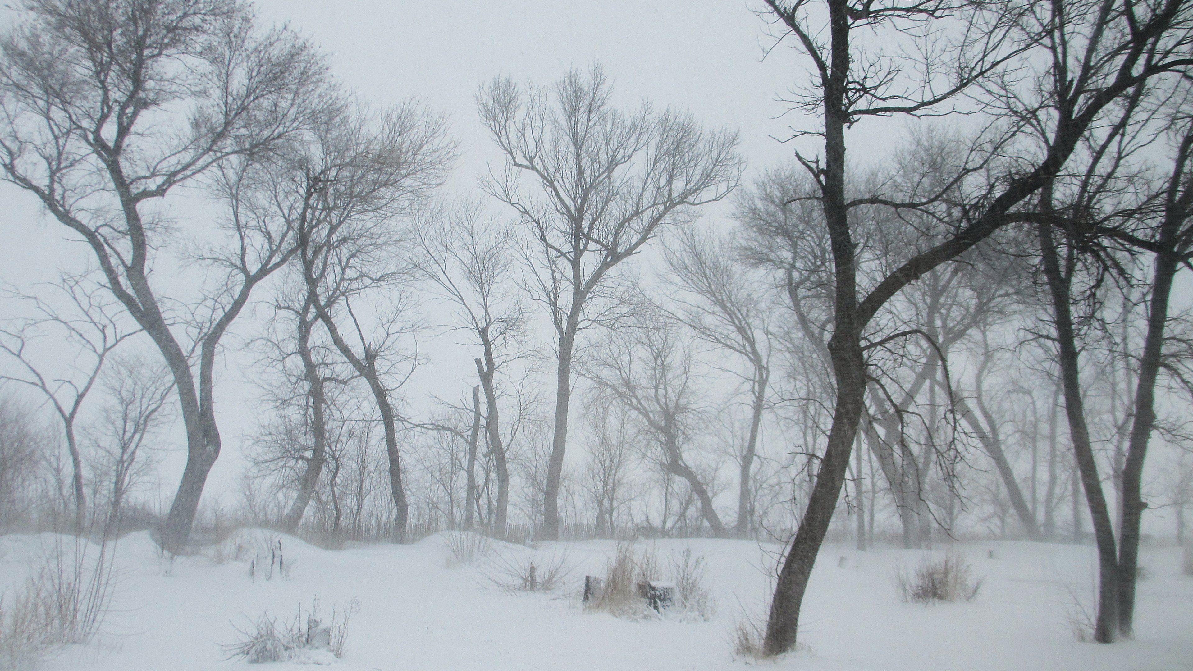 Download wallpaper winter, snow, trees, frost, Nature, Blizzard ...