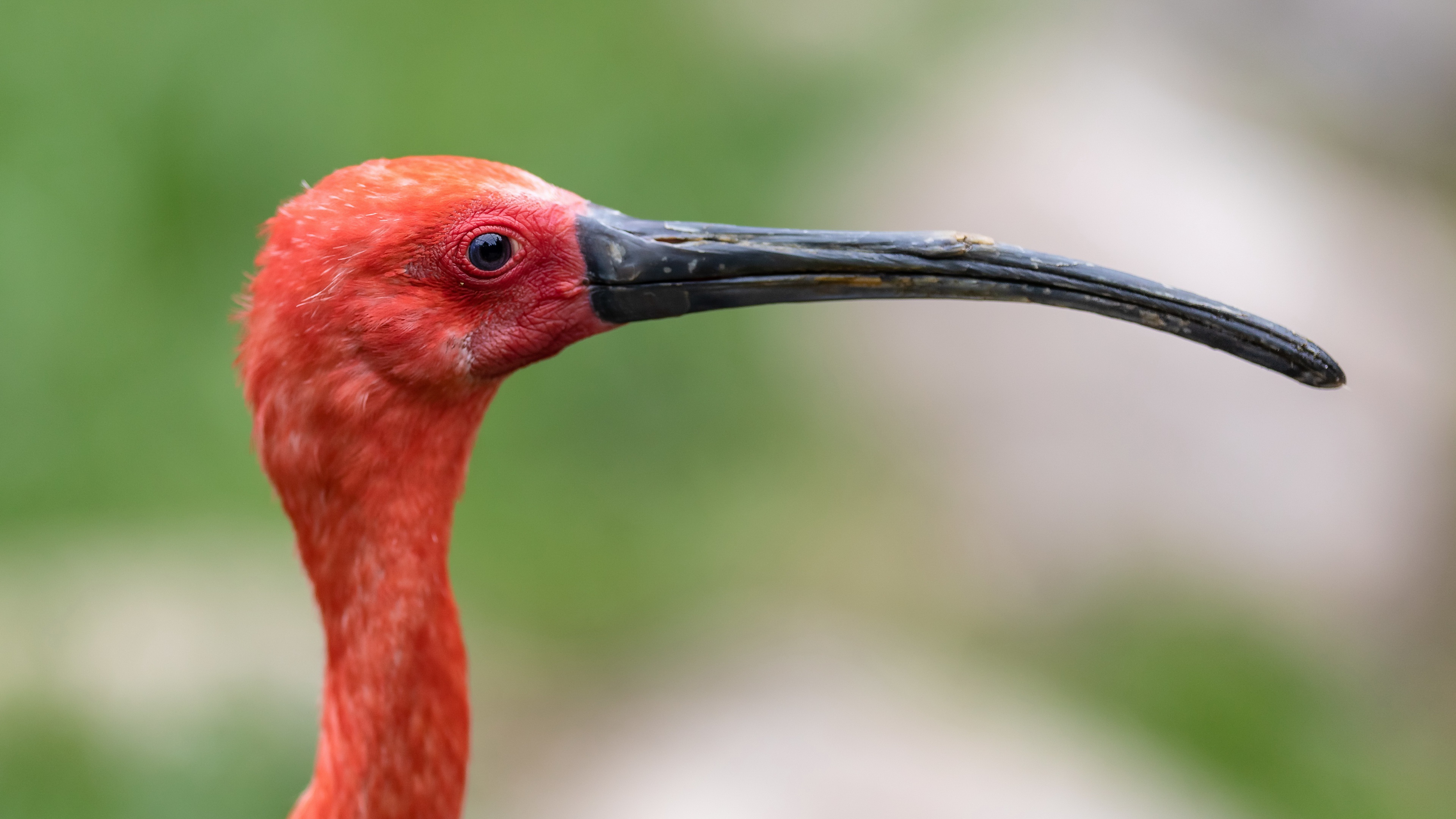 Двурогий калао. Шлемоносный казуар. Красный ибис. Птица с рожками. Птица-носорог калао.