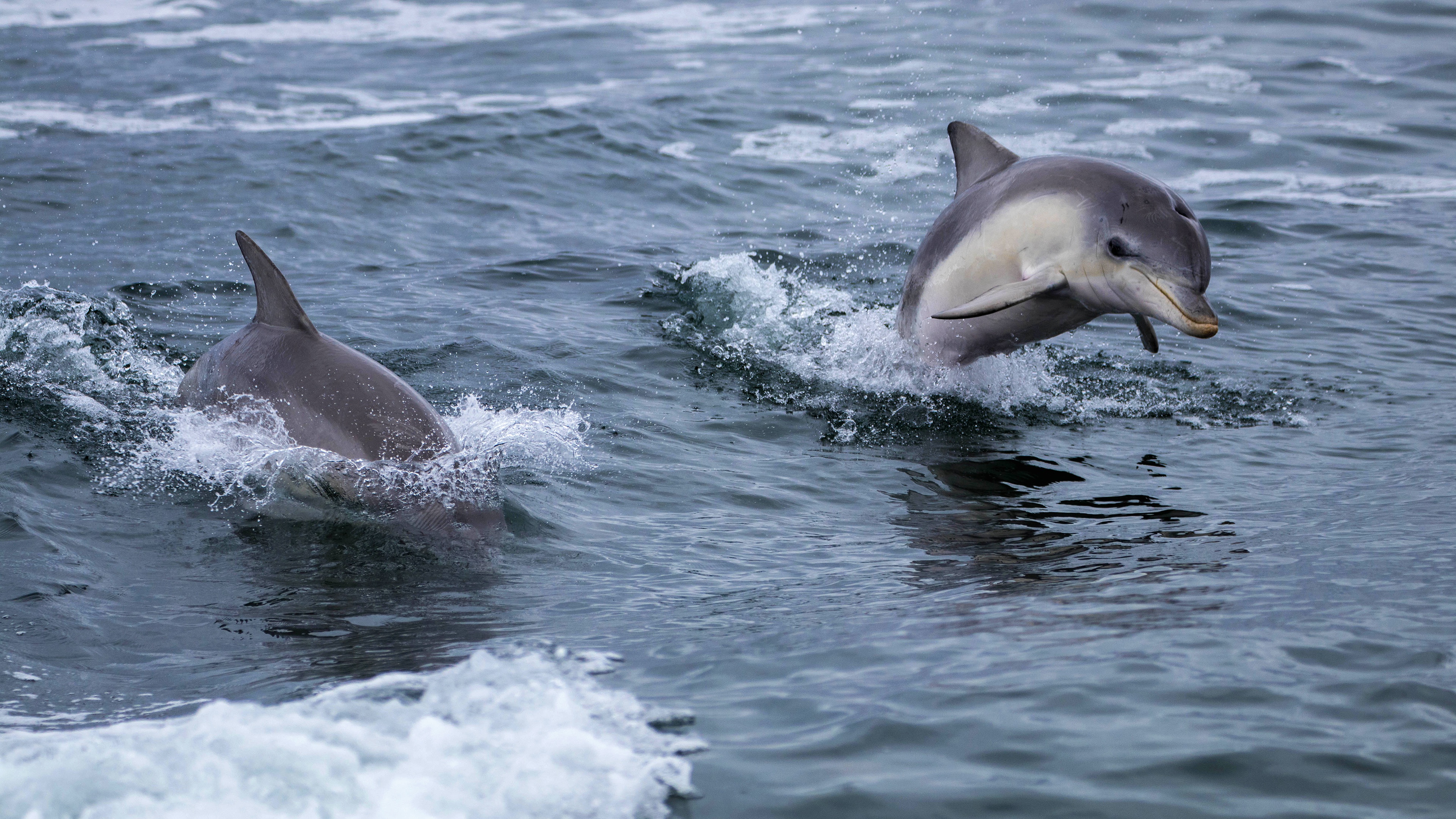 Живая природа дельфины. Черноморская Афалина. Черноморские дельфины афалины. Баренцево море беломордый Дельфин. Афалины в черном море.