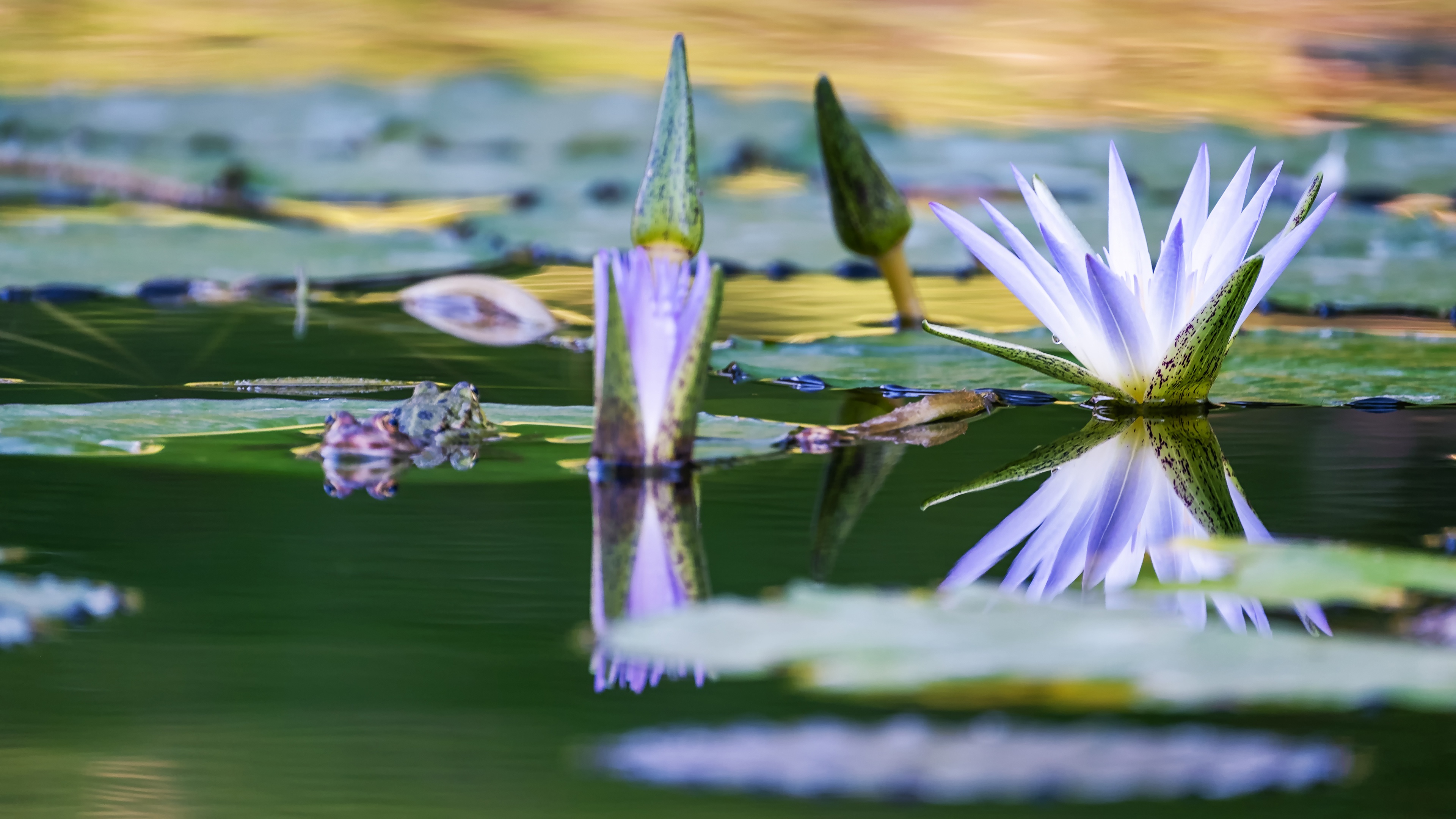 Лилия озерного света. Водяная кувшинка Бразилия. Водоем с лилиями. Водное растение 5 букв. Девушка в озере лилии кувшинки.