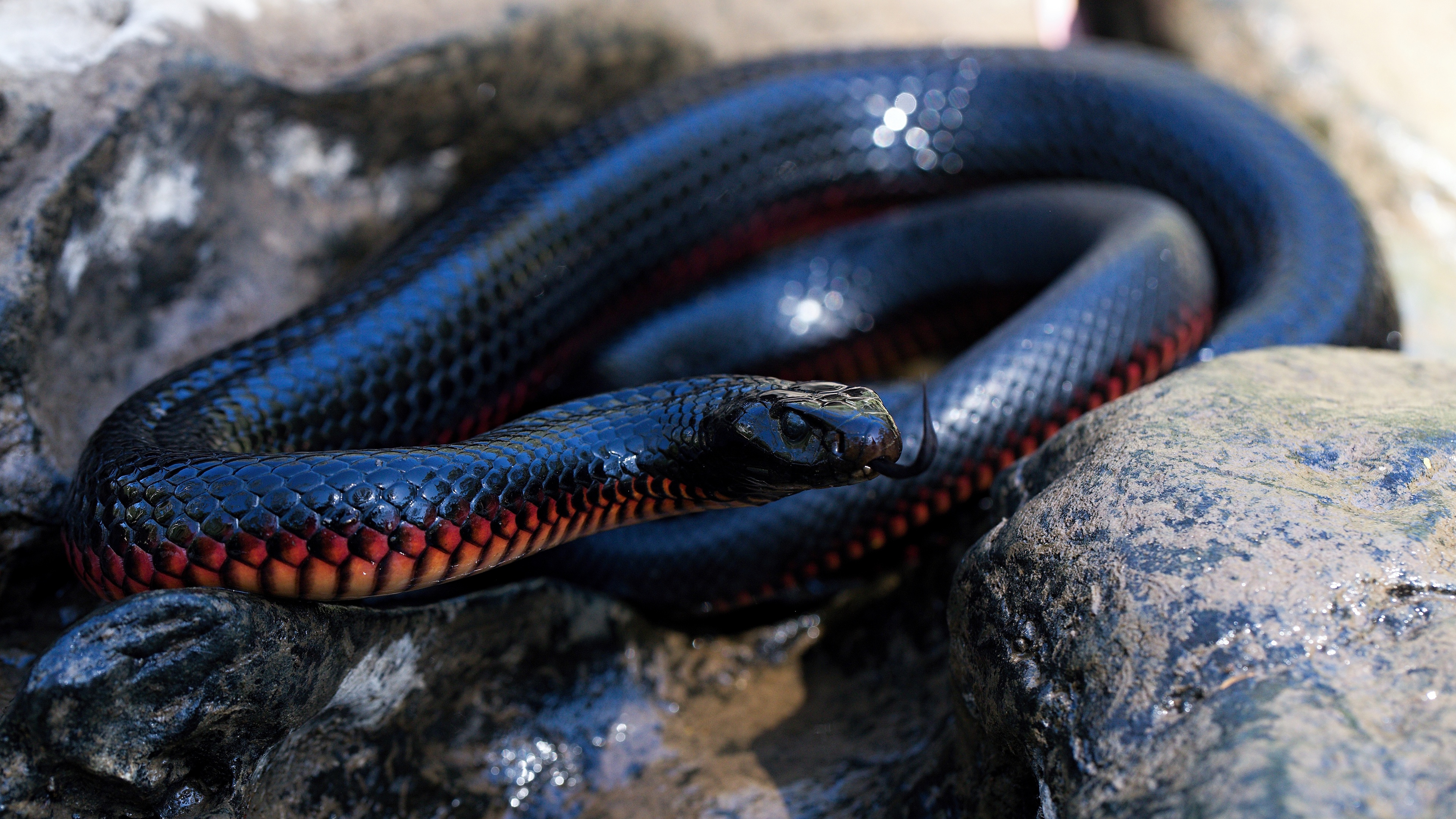 Тайпан коварная. Черная ехидна змея. Черный Аспид змея. Египетский Аспид змея. Краснобрюхий полоз.