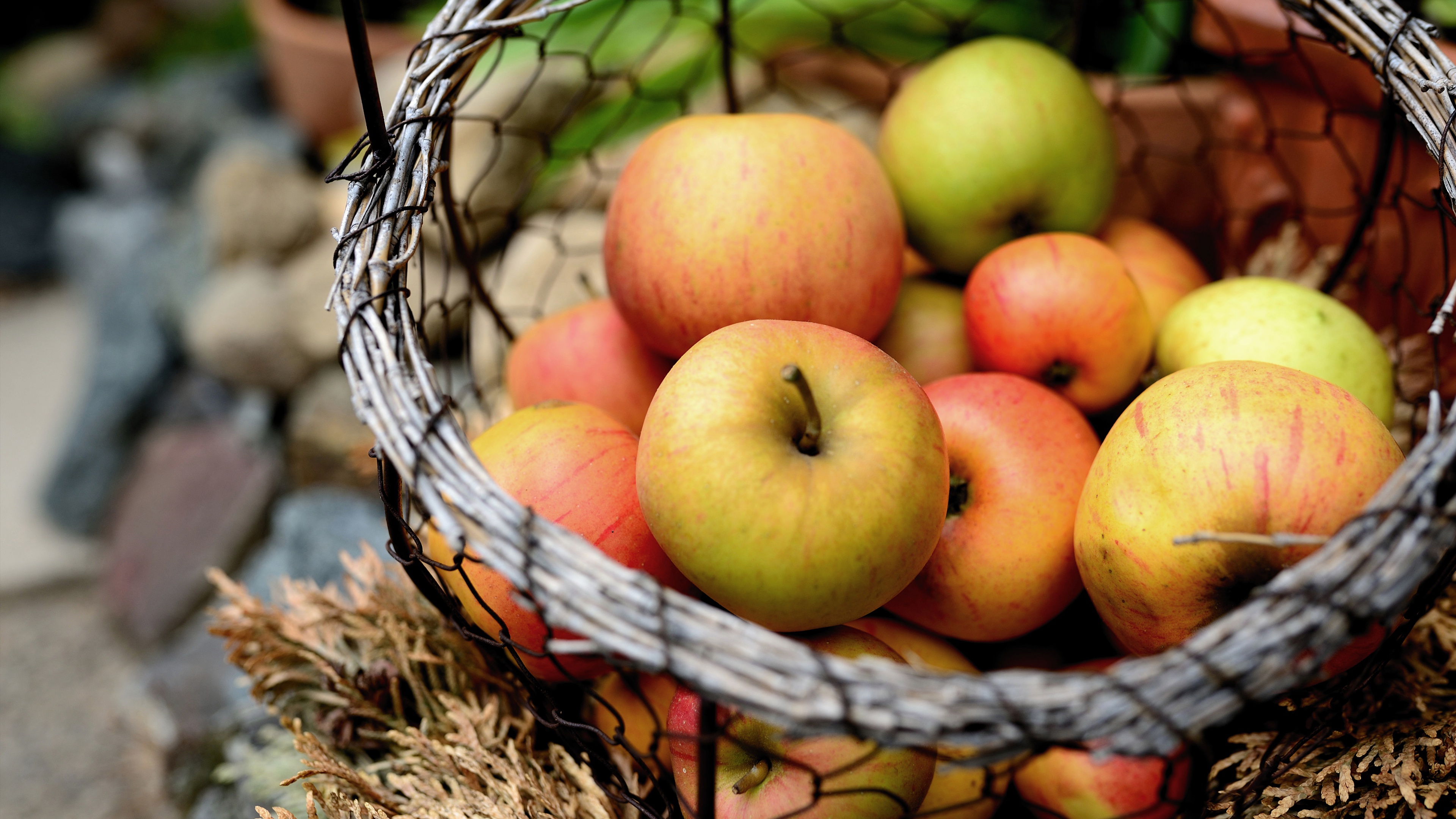 Осенью с яблони собрали яблоки желтые зеленые. Корзинка с яблоками. Урожай яблок. Красивое яблоко. Яблоки желтые.
