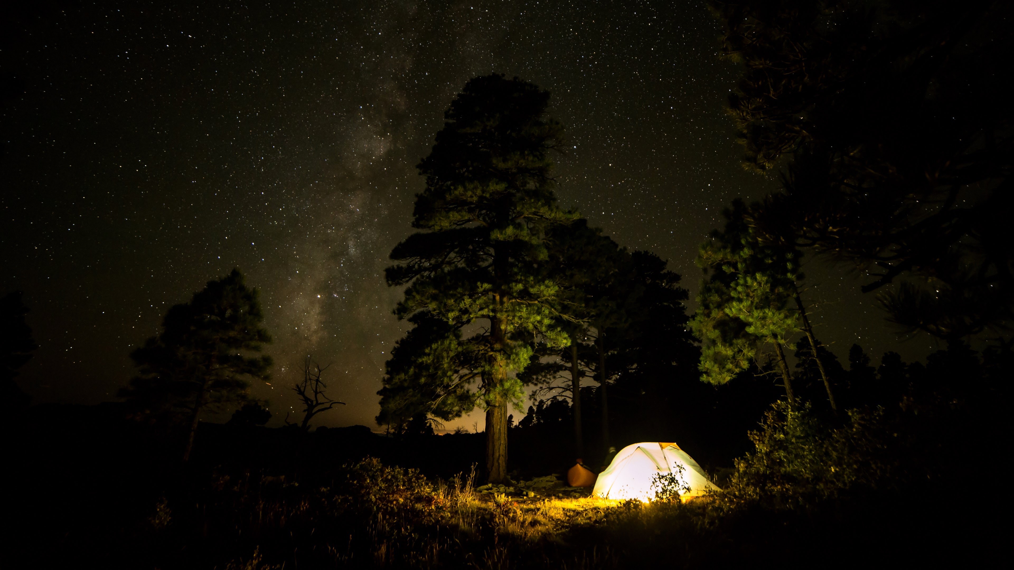 キャンバスドローイング『The forest at night』 Night Forest Loop Stock Video Footage for Free Download