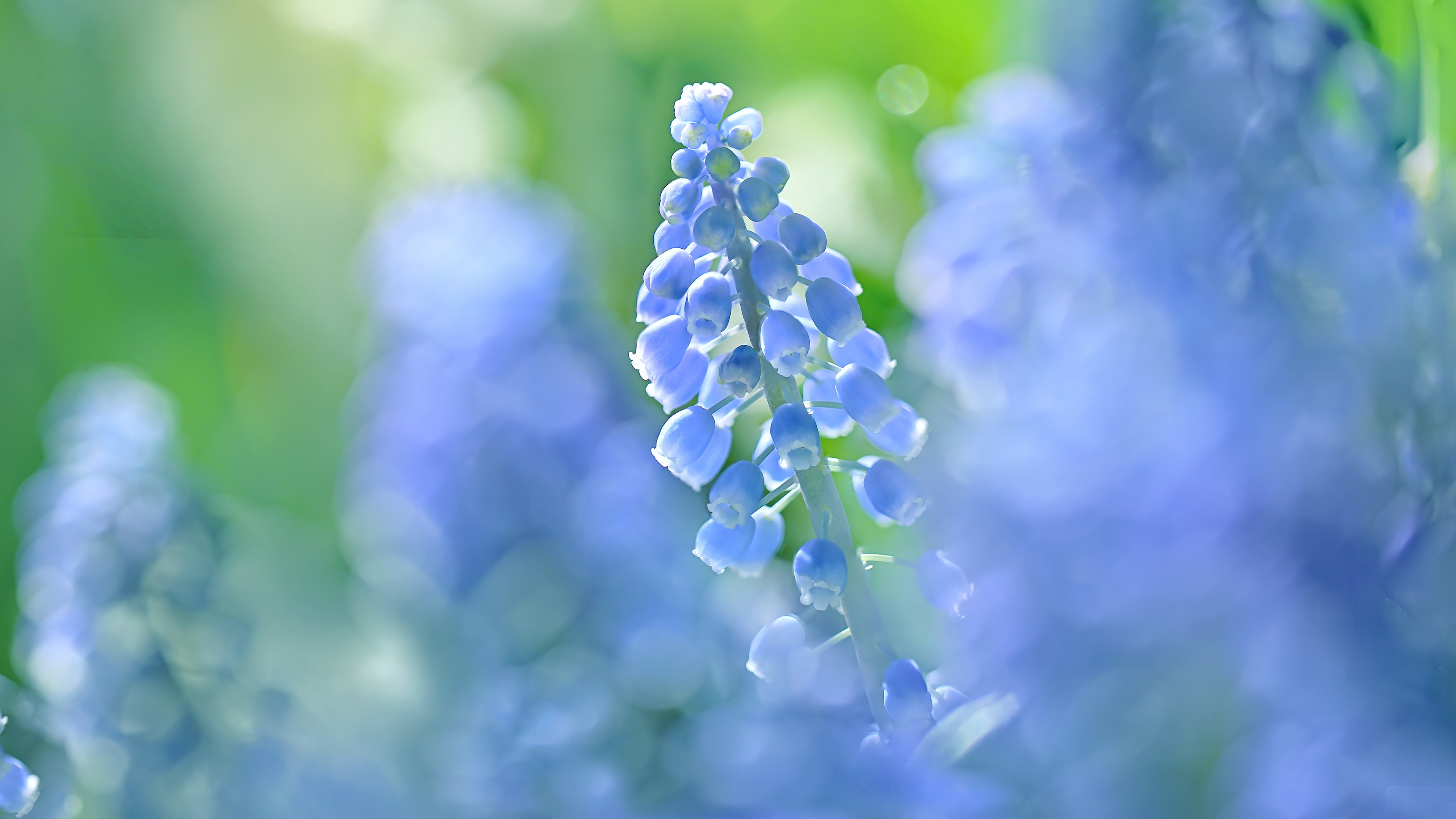 Spring blues. Гиацинт. Голубой фон Весна. Обои Весна голубой. Гиацинт фон.