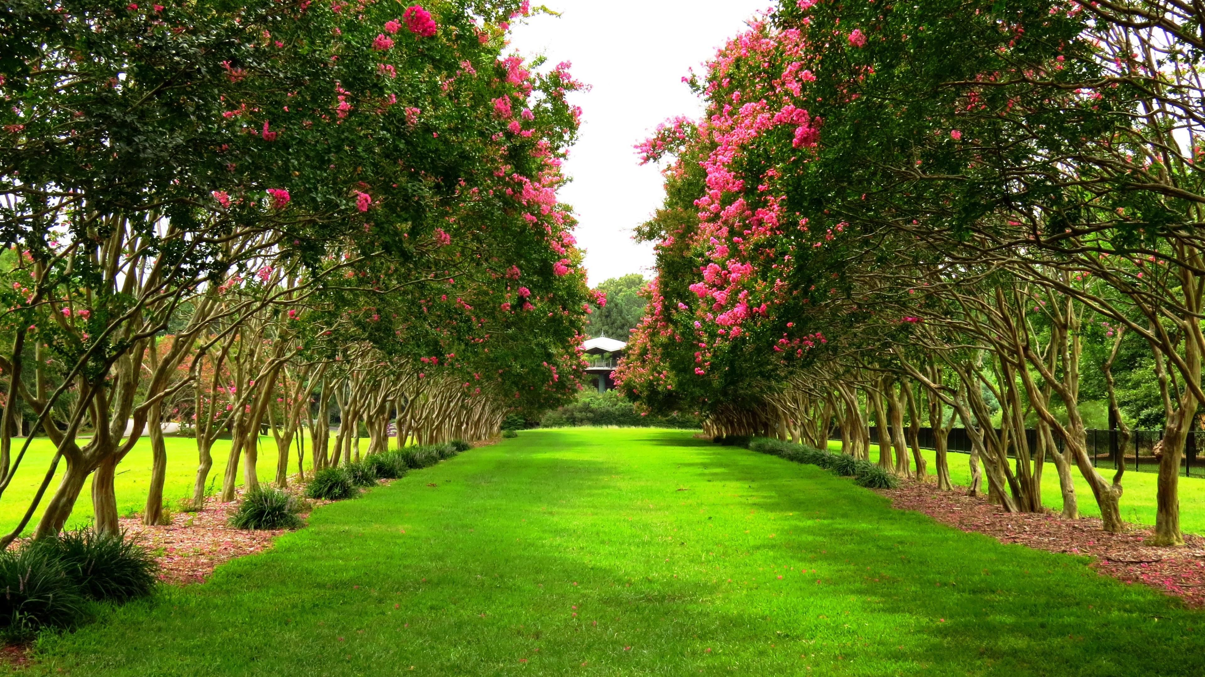 Tree Park Spring Download wallpaper trees, Park, spring, a number, trees, park, spring ...