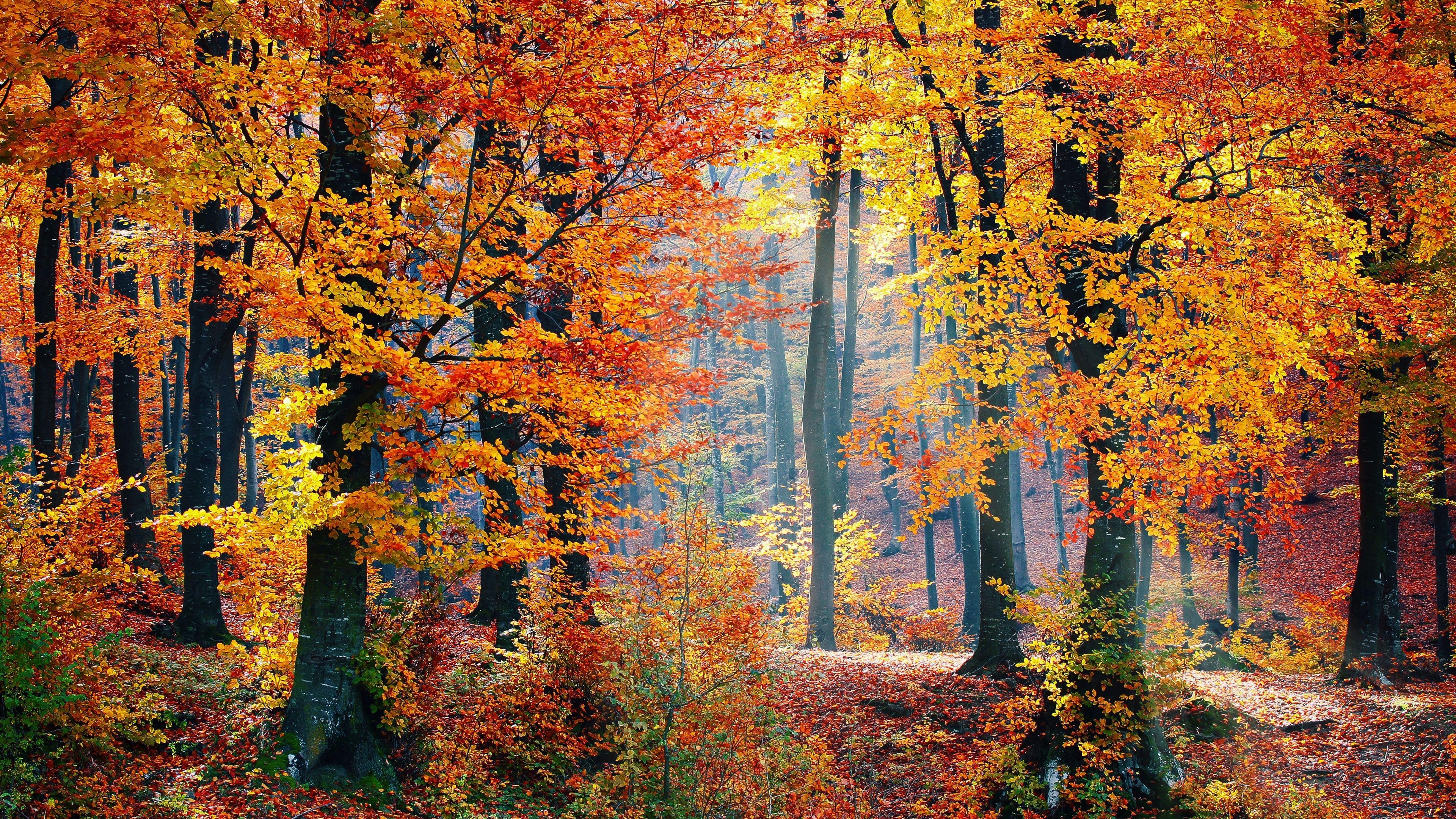 Wallpaper autumn, forest, trees, landscape, nature, trail, plants, forest for mobile and desktop, section пейзажи, resolution 3840x2160 - download Wallpaper autumn, forest, trees, landscape, nature, trail, plants, forest for mobile and desktop, section пейзажи, resolution 3840x2160 - download