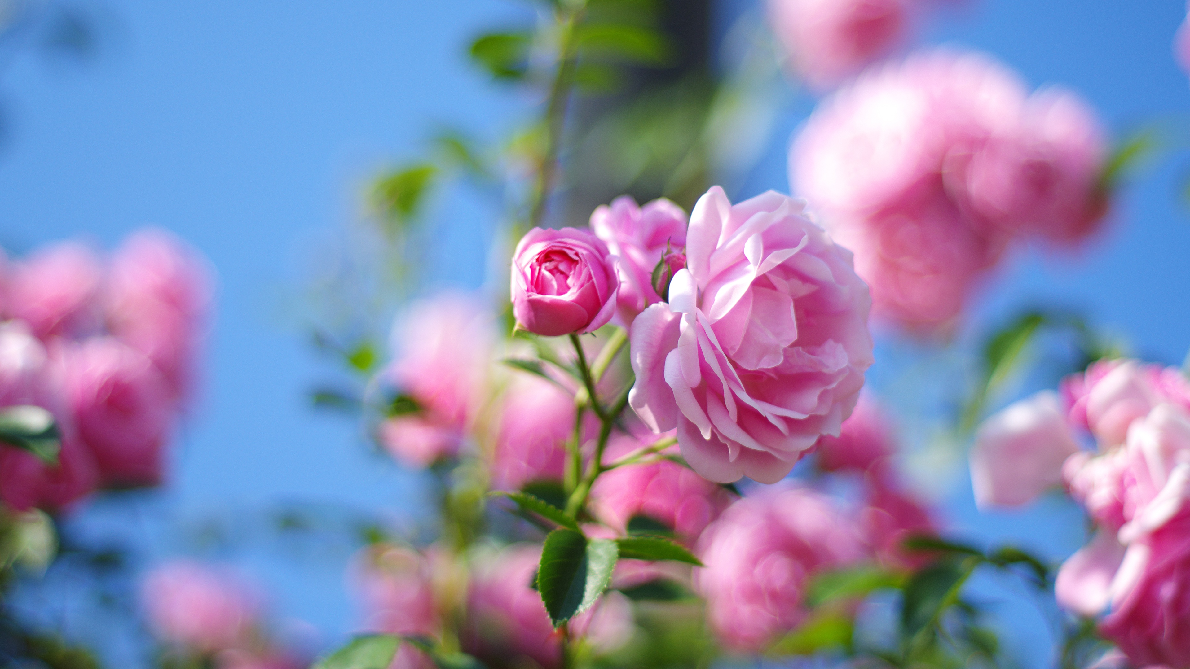 День мечтания о розовых кустах 15. Розовый куст. Розовые розы в саду. Розы на фоне неба.