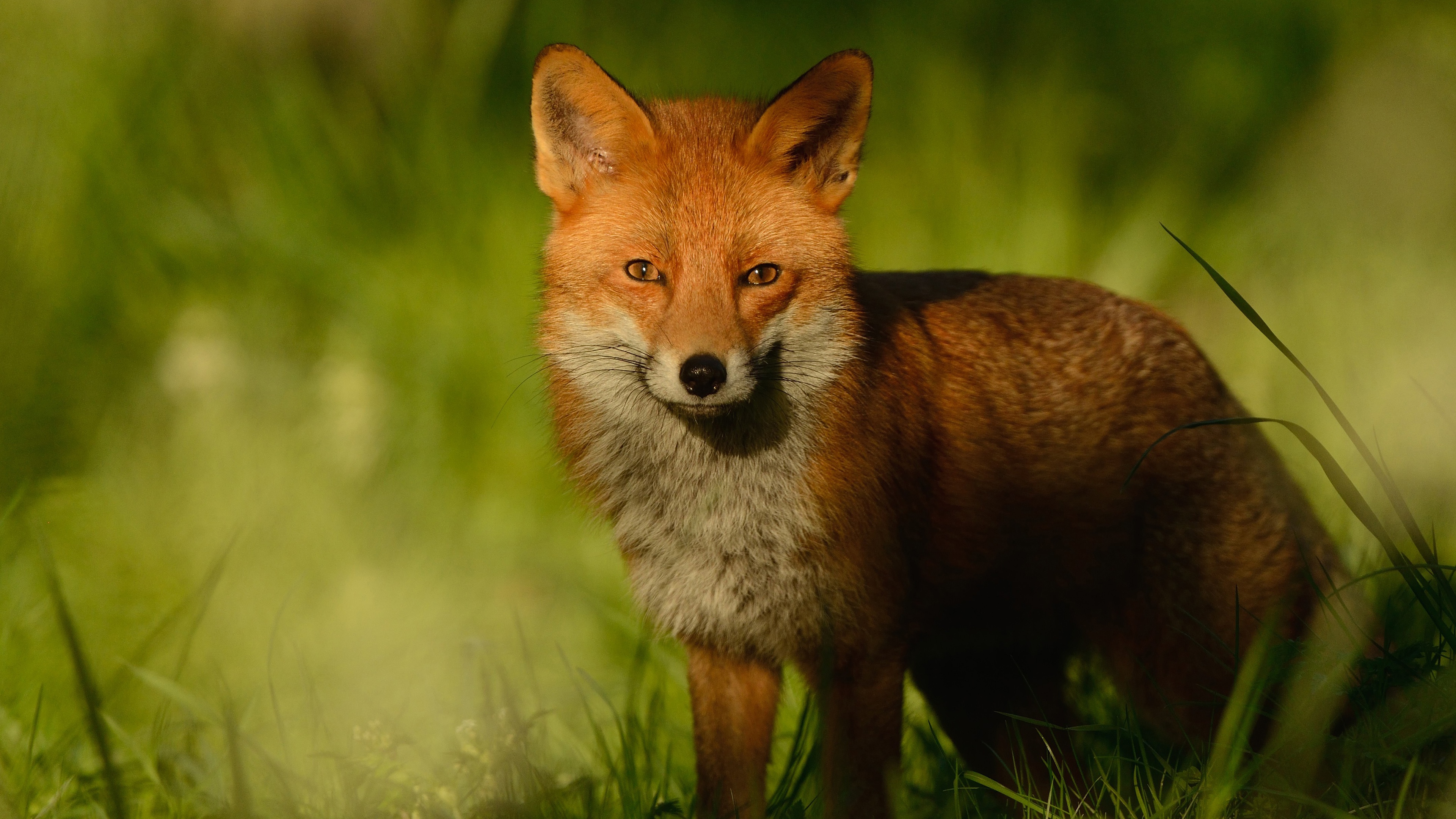 Red fox 4. Лисы. Лиса тень. Лиса портрет фото. Обои лиса на траве.