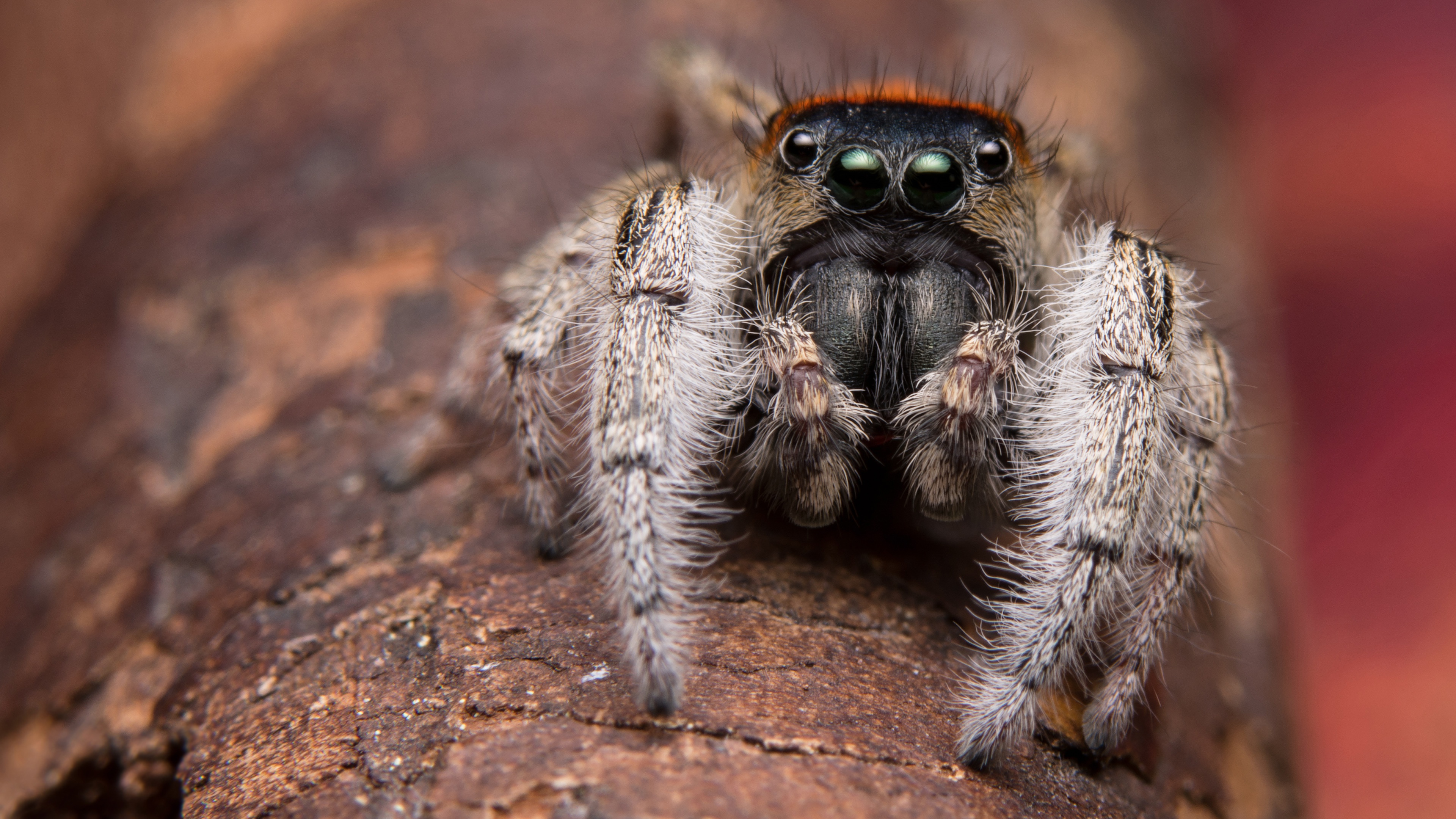 Язык пауков. Паук-птицеед. Phidippus Regius. Паук птицеед Голиаф. Phidippus Audax.