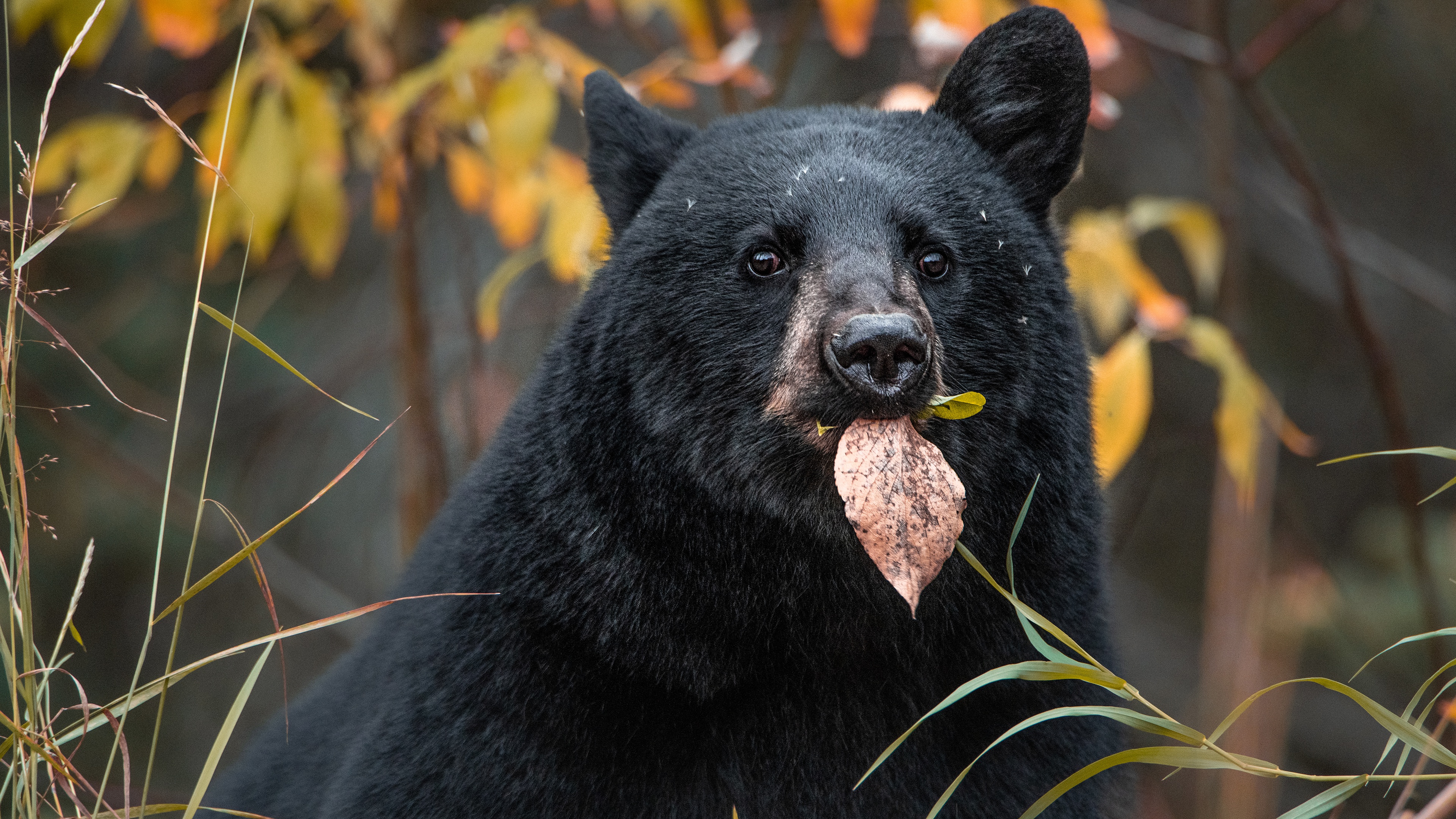 Медведь барибал умеет лазить по деревьям. Барибал и бурый медведь. Американский черный медведь Барибал. Бурый Барибал. Барибал Северной Америки.