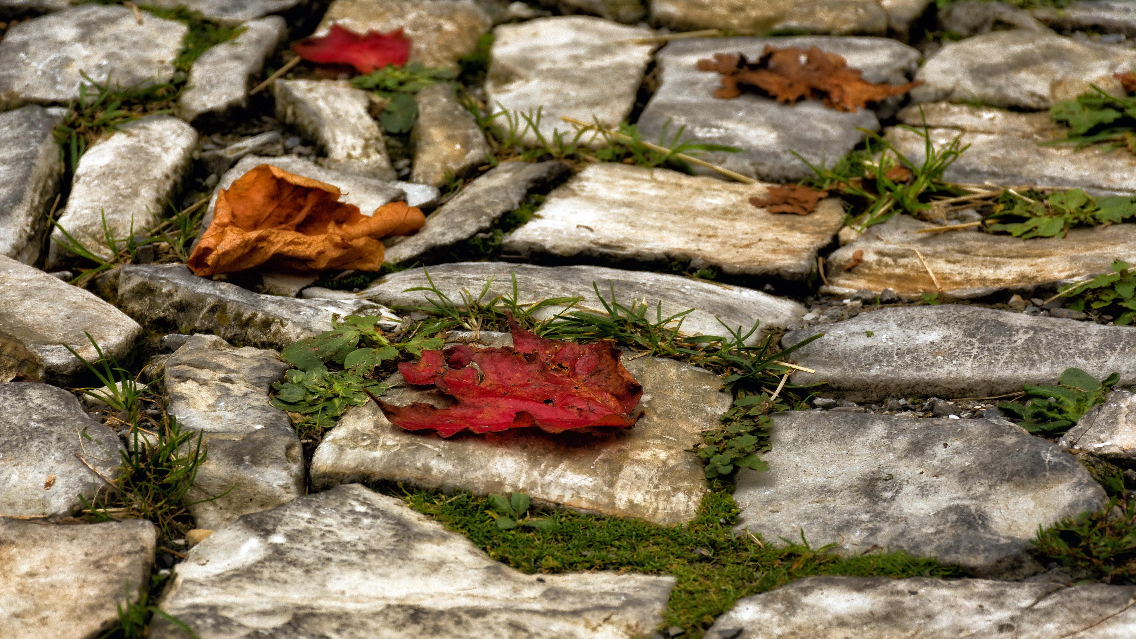 Leaf stone. Листва из камней. Обои с камнем и листьями. Камни и листья картинка. Пьедестал камни листья сверху.