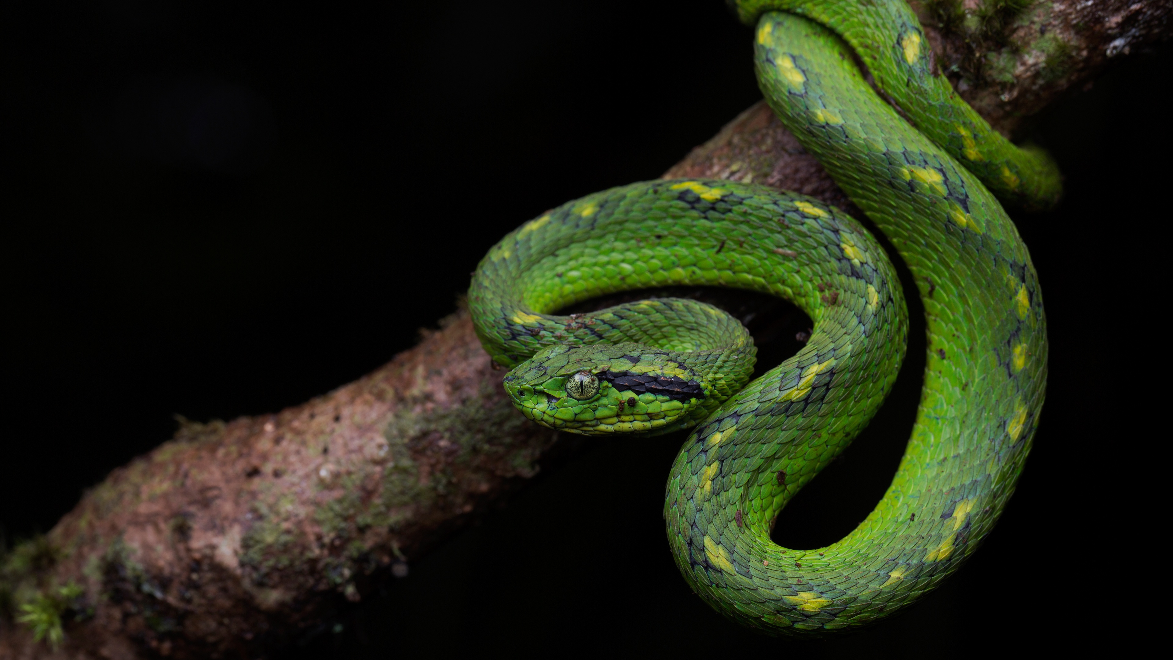 Ютуб змеиный. Зеленый полоз. Зеленая змея. Змея на ветке. Змея на дереве.