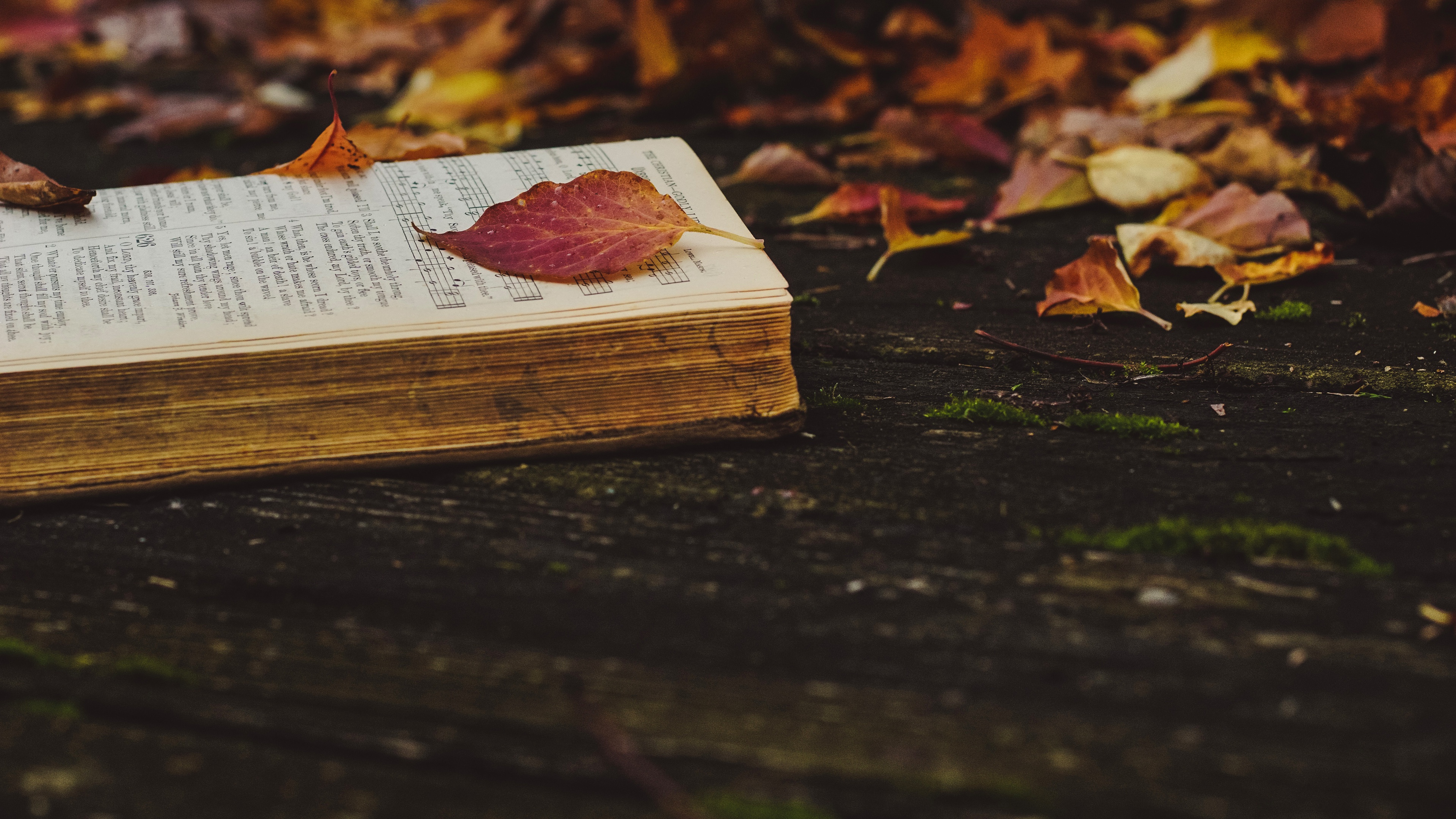 Купить осень книга. Осень книги фон. Красивый фон с книгами. Книга на осеннем фоне. Книга на фоне осенних листьев.