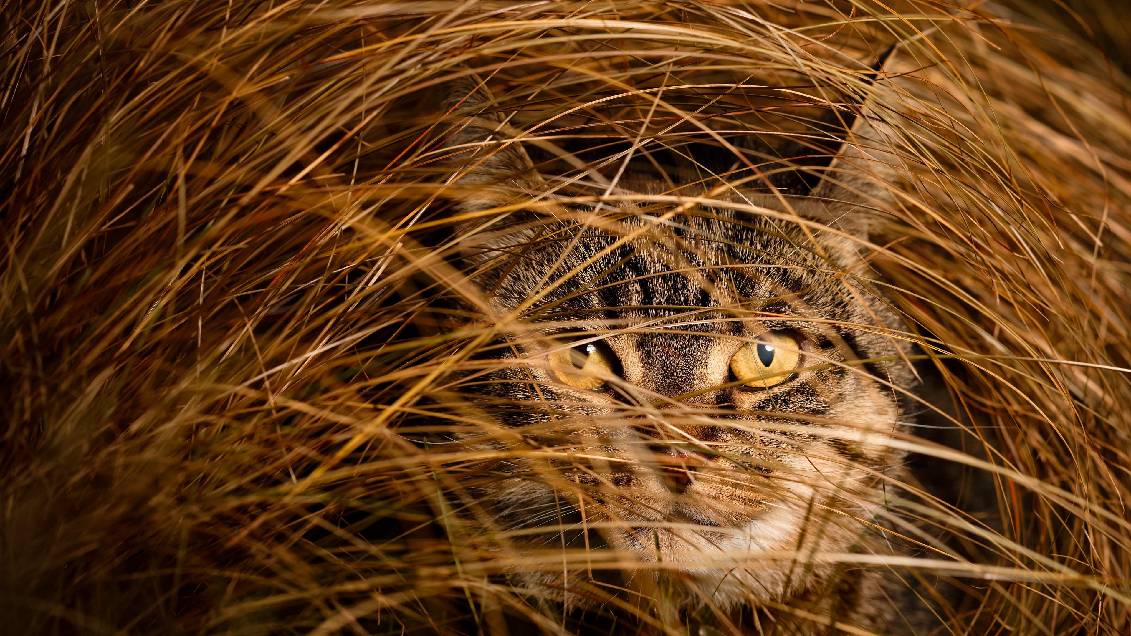 Cat looking. Кот затаился в траве. Кот прячется в траве. Кот в засаде. Кот в сухой траве.