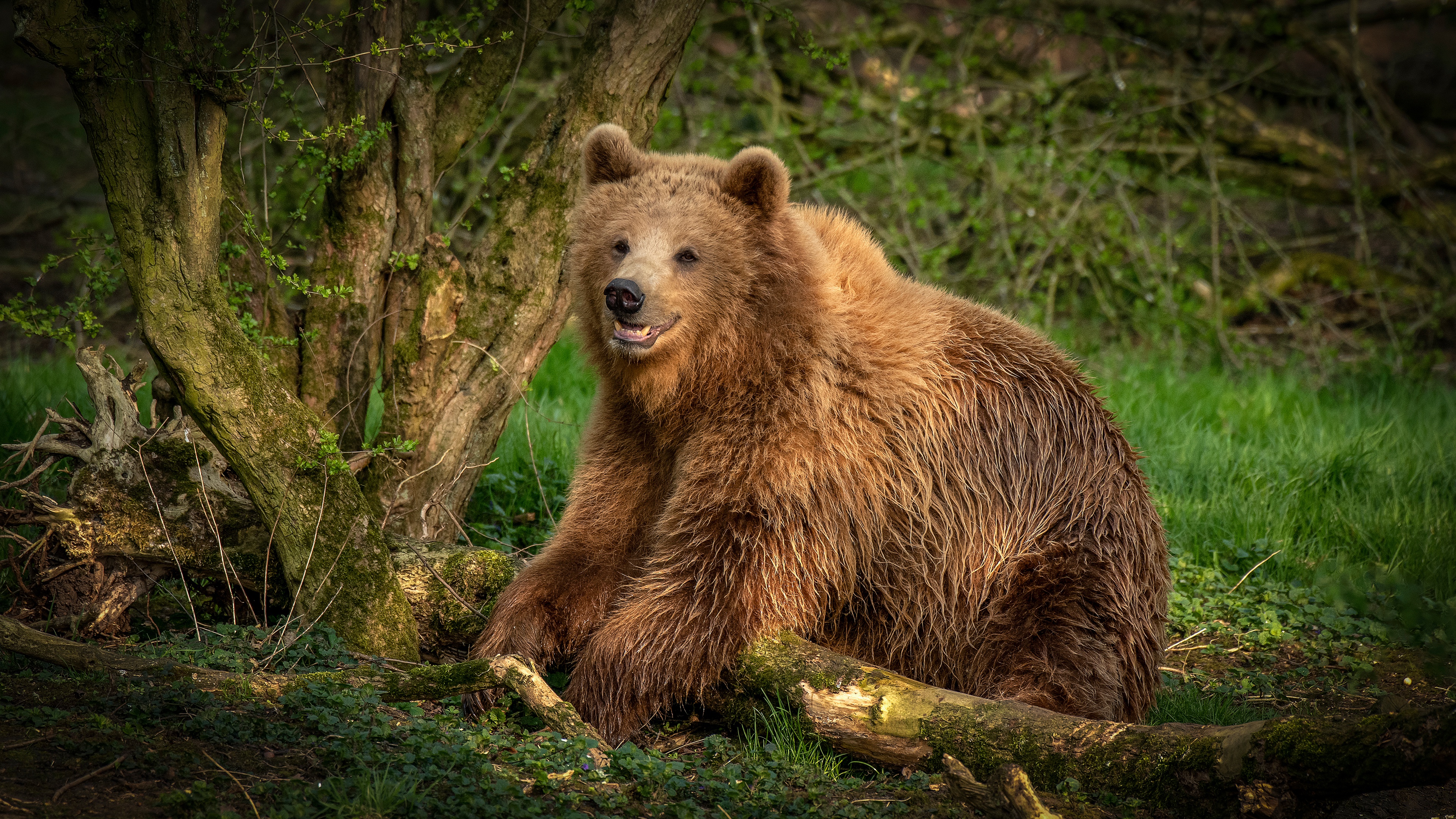 Tree bear