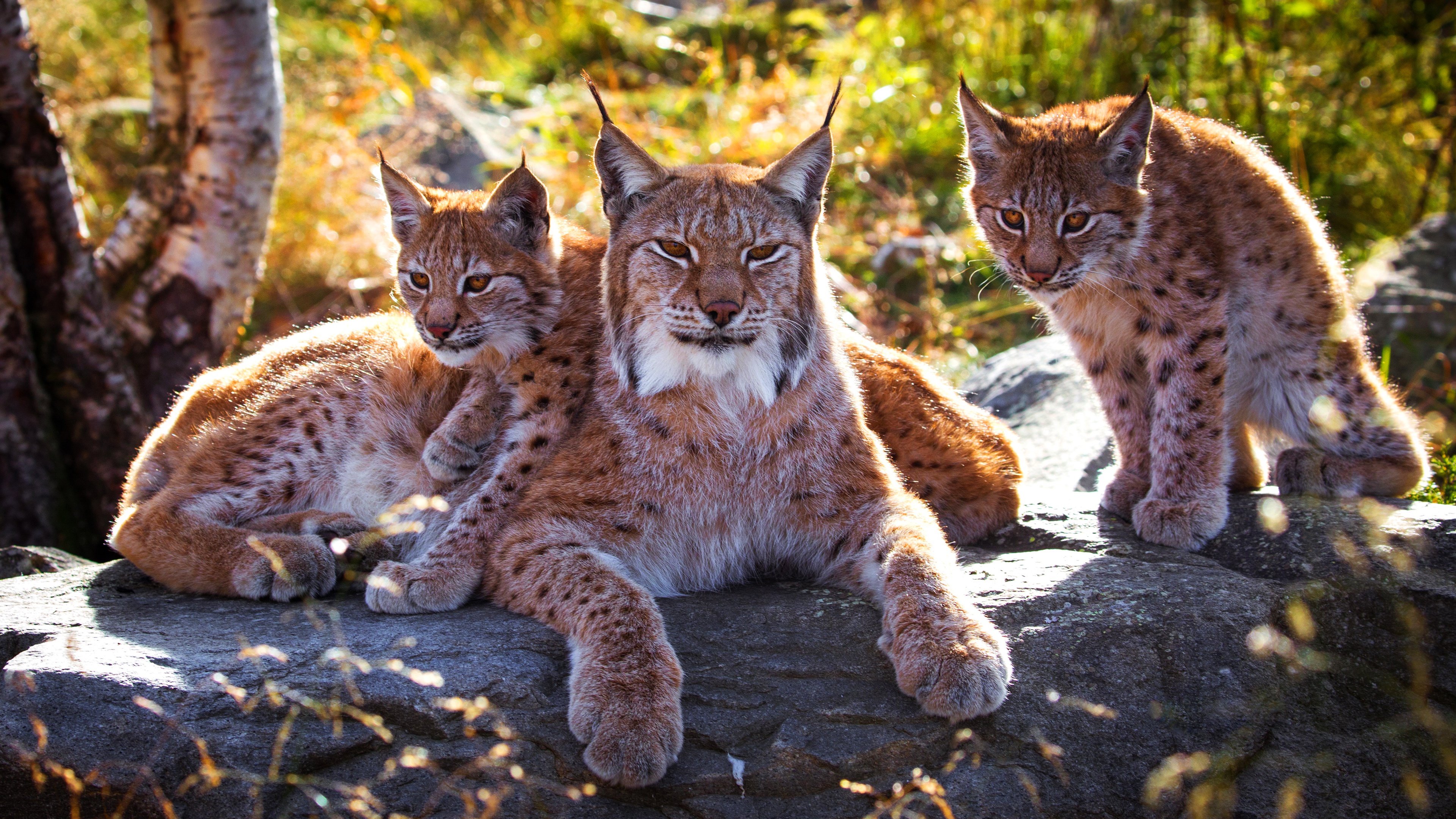 Рысь 7 л с. Обыкновенная Рысь Lynx Lynx. Рысь европейская обыкновенная. Беловежская пуща Рысь. Кошка Рысь обыкновенная.