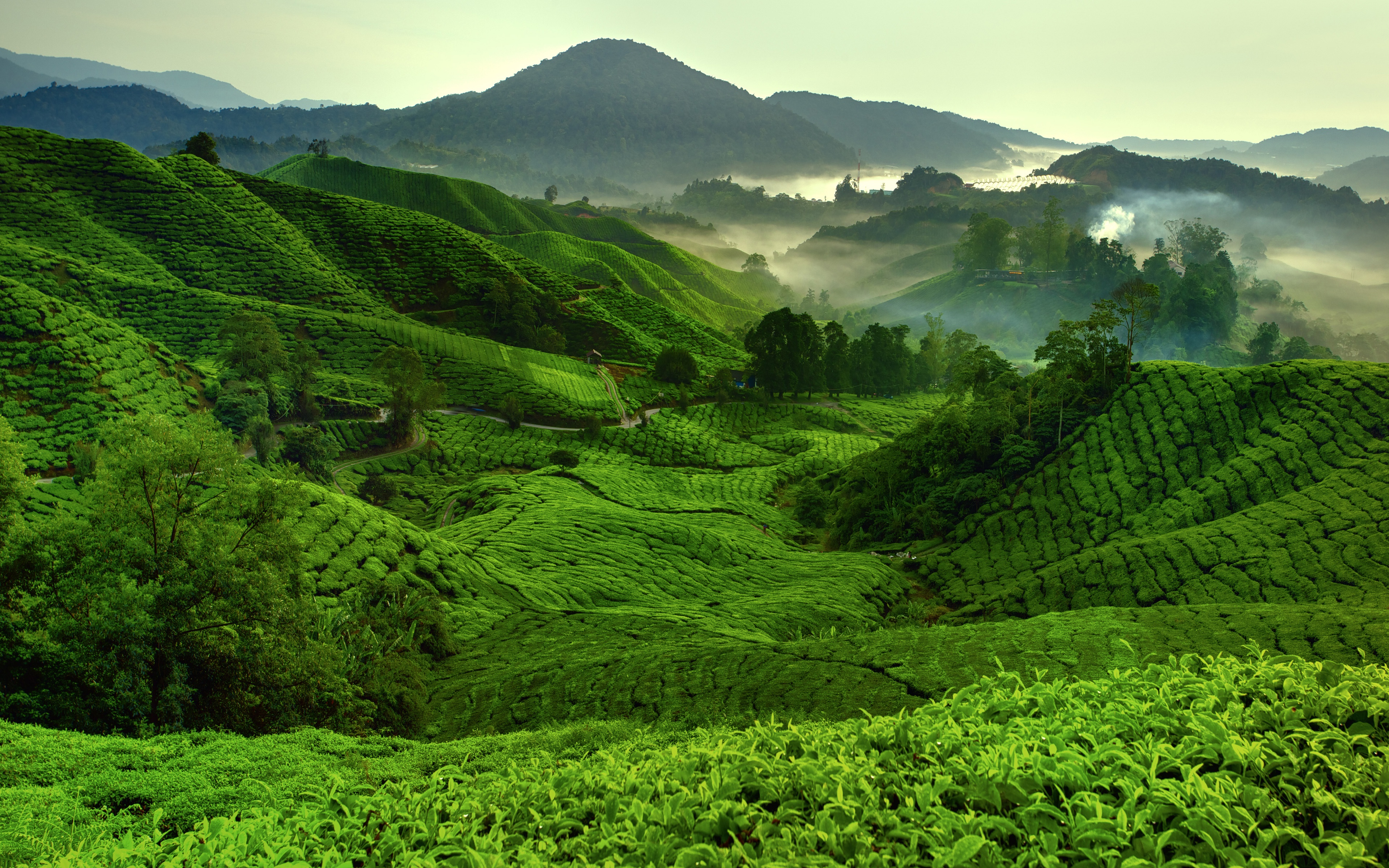 Шри ланка япония. Чайные плантации горы Уишань. Юньнань чайные плантации. Китай Юньнань чайные плантации. Горы чайные плантации Шри Ланка.