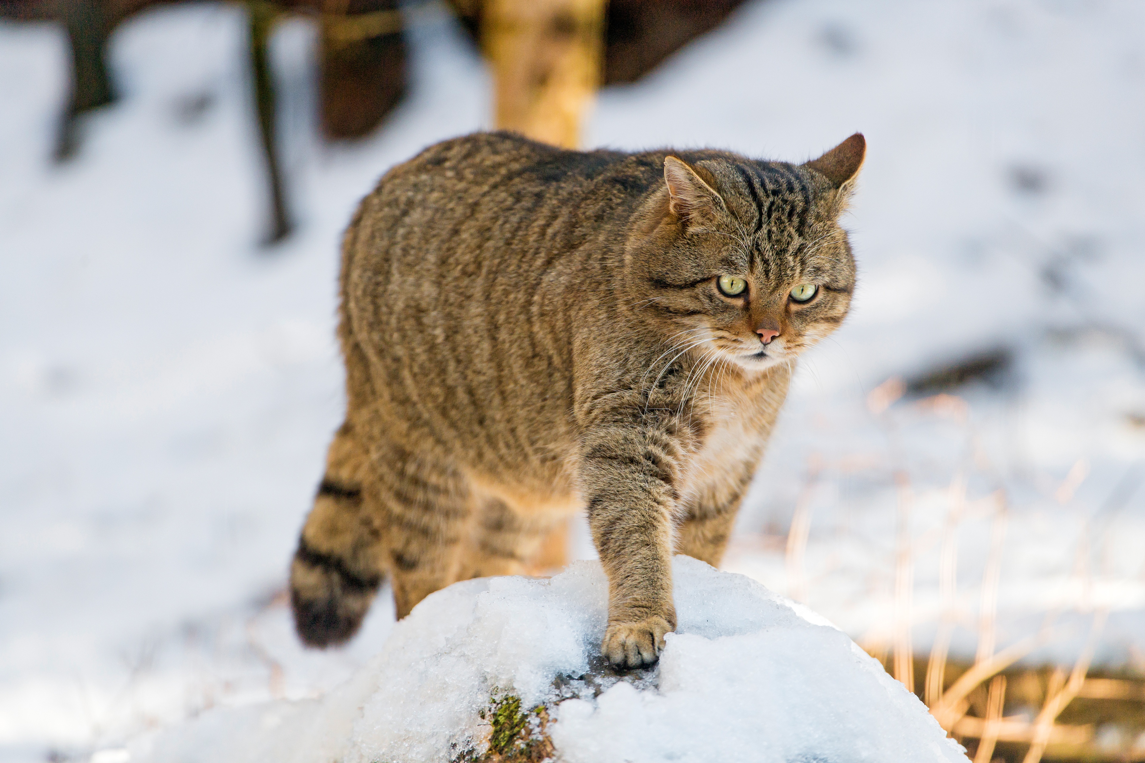 Лесной кот. Европейский дикий Лесной кот. Амурский Лесной кот. Лесной кот Европейский ареал. Амурский Лесной кот и Манул.