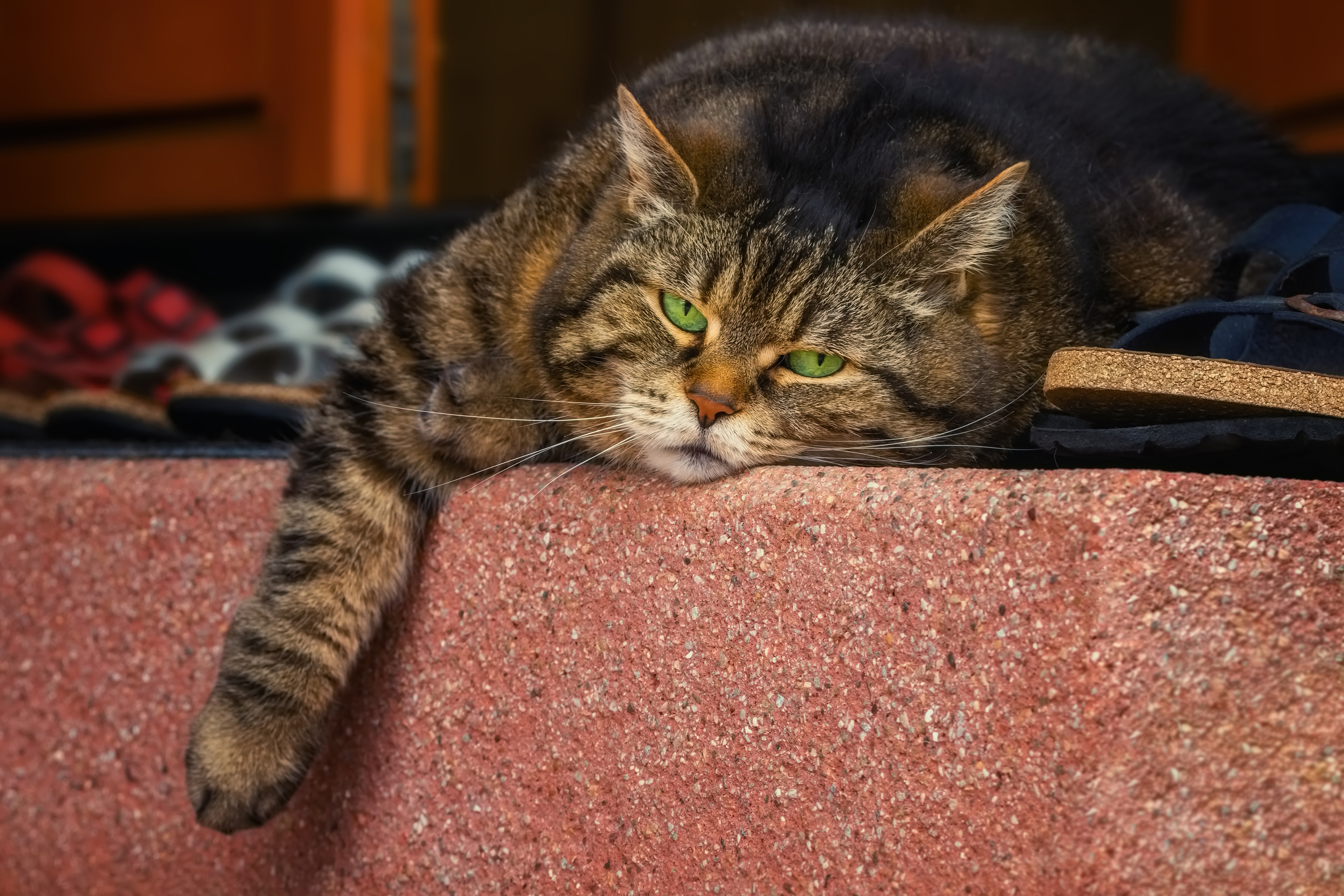 Фото лени. Ленивый кот. Котик лентяй. Толстый ленивый кот. Толстый полосатый кот.