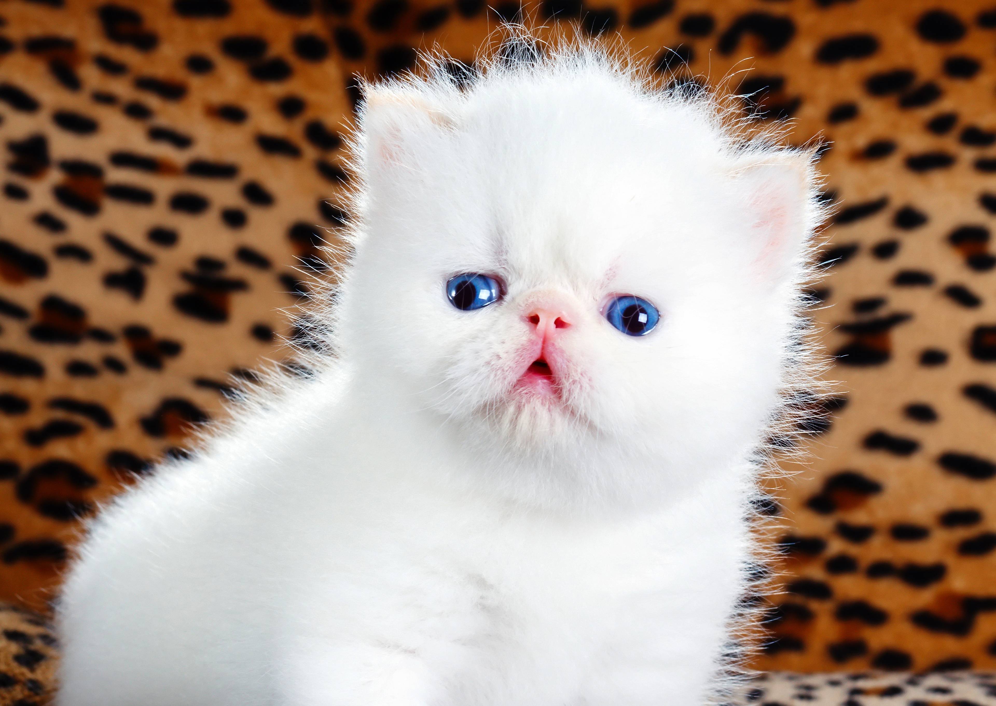 Беленьких котиков. Белый котенок. Котята беленькие пушистые. Пушистый котик. Милые котики.