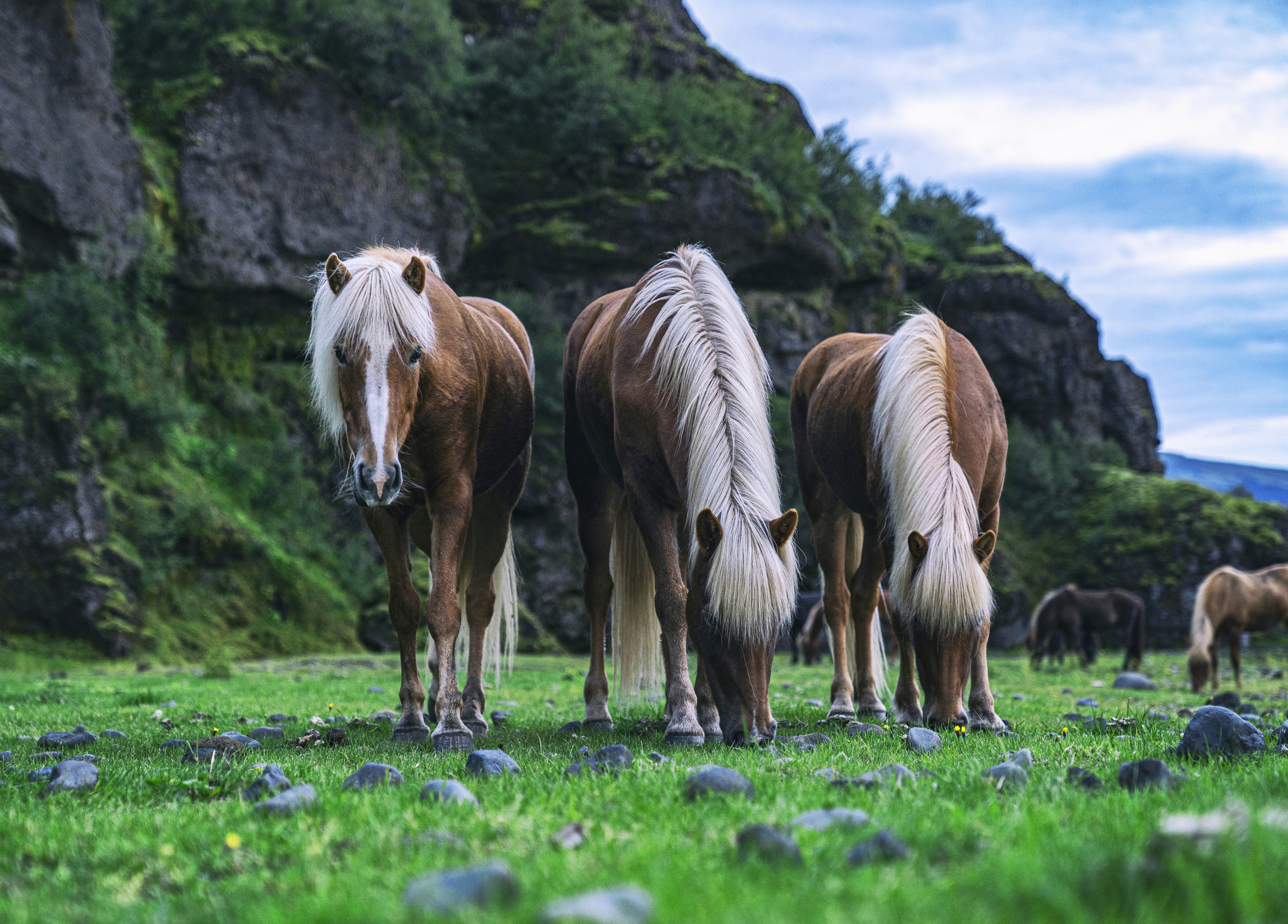 Horse Threesome