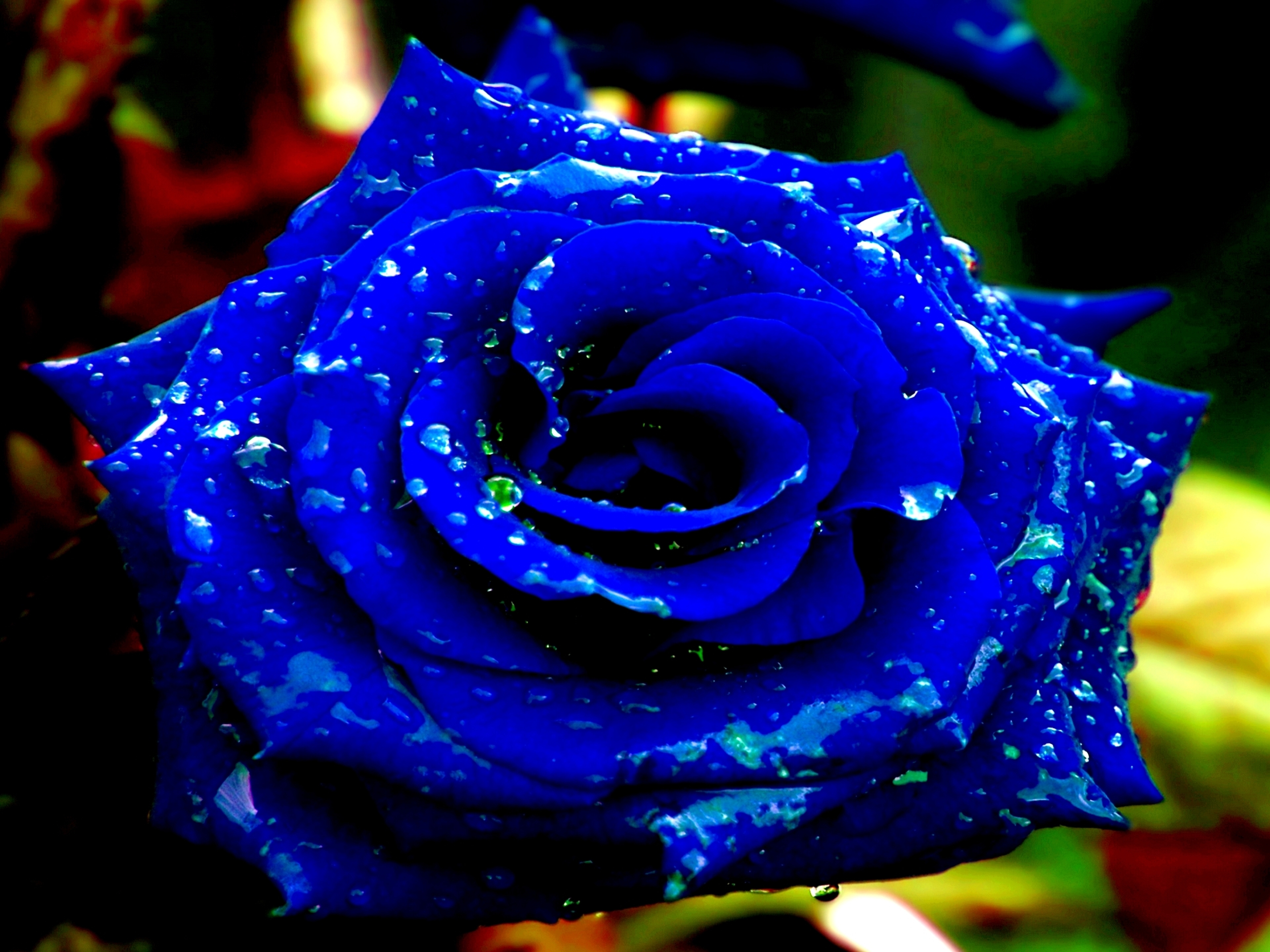 てぃんくる　版画　UNDERWATER BLUE ROSE 数量限定】【てぃんくる】ファンダムアート・UNDERWATER BLUE