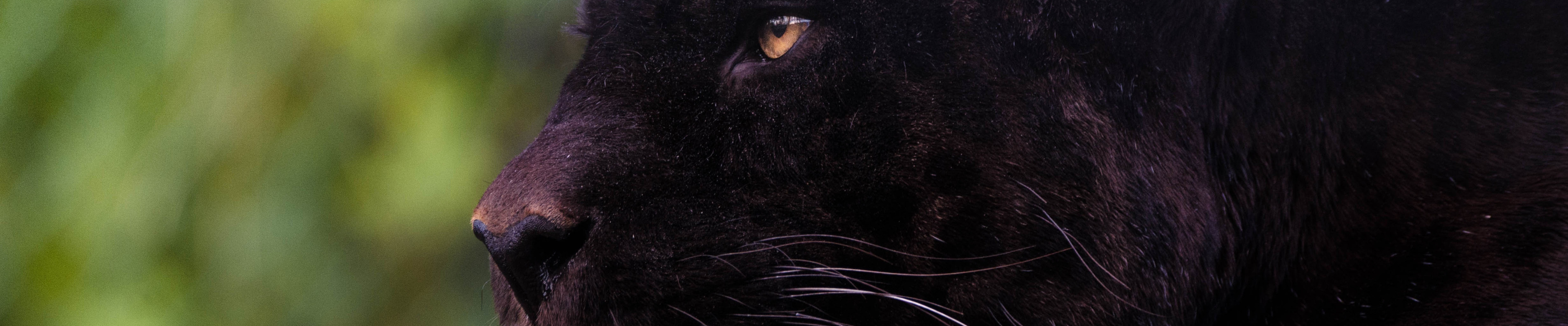 Download wallpaper look, face, portrait, Panther, black, profile ...