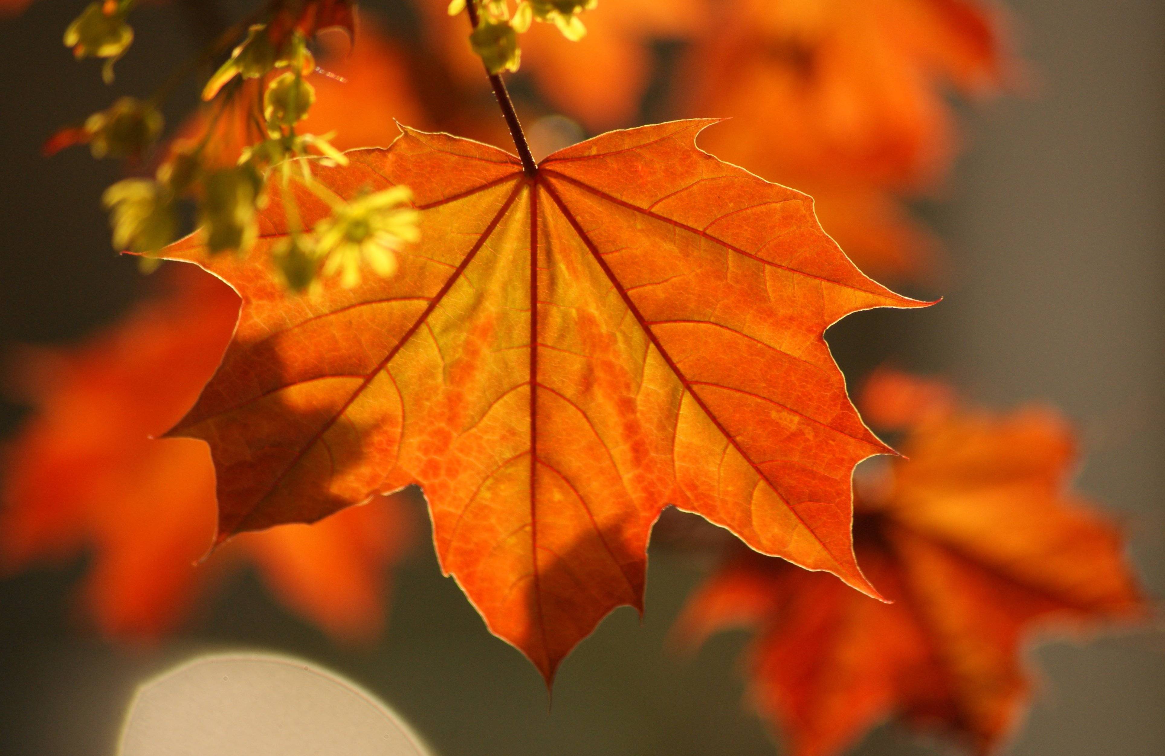 Осеннее богатство. Осенний клен. Осень листья. Красивые осенние листья. Кленовый лист.