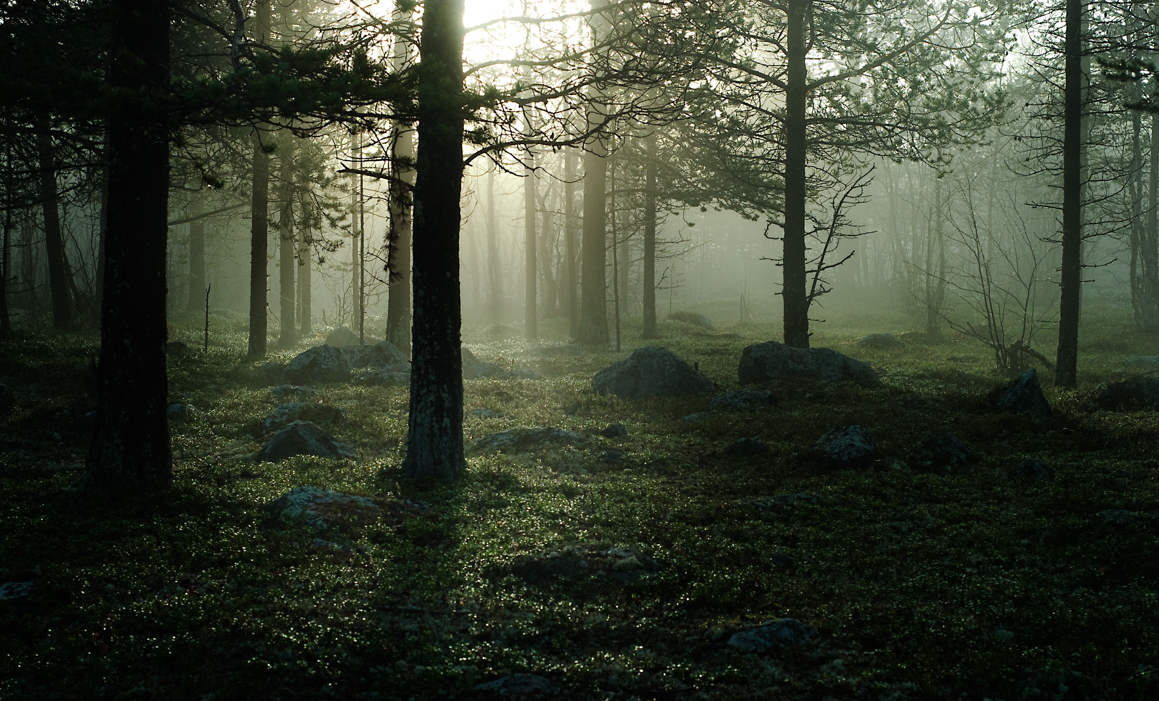 Mist forest. Мрачный лес. Темный лес. Лес в тумане. В сумрачном лесу.