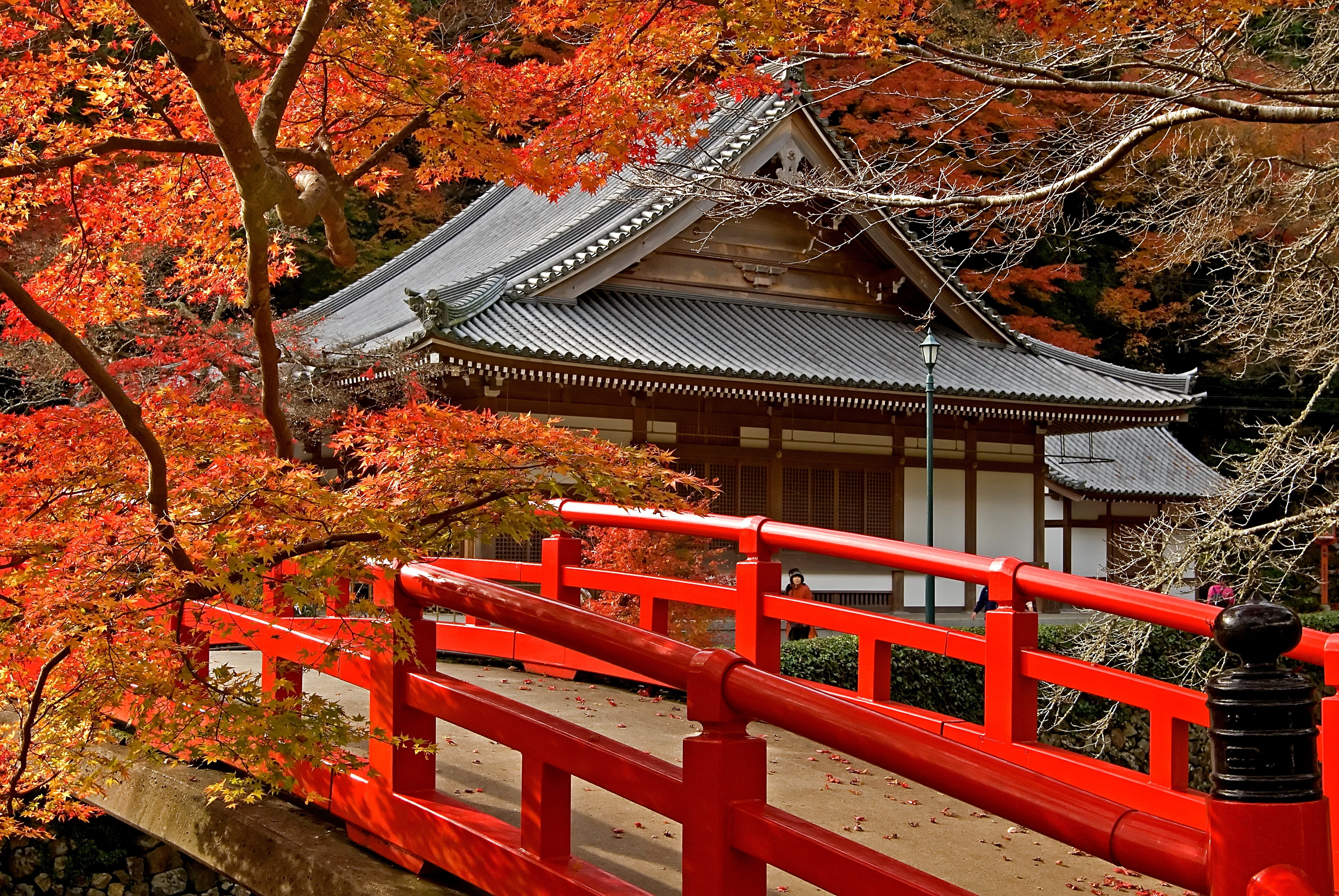 Японское качество видео. Синтоистский храм в Японии Сакура. Киото Момидзи. Киото храм красный клен. Киото Япония храм Киото.