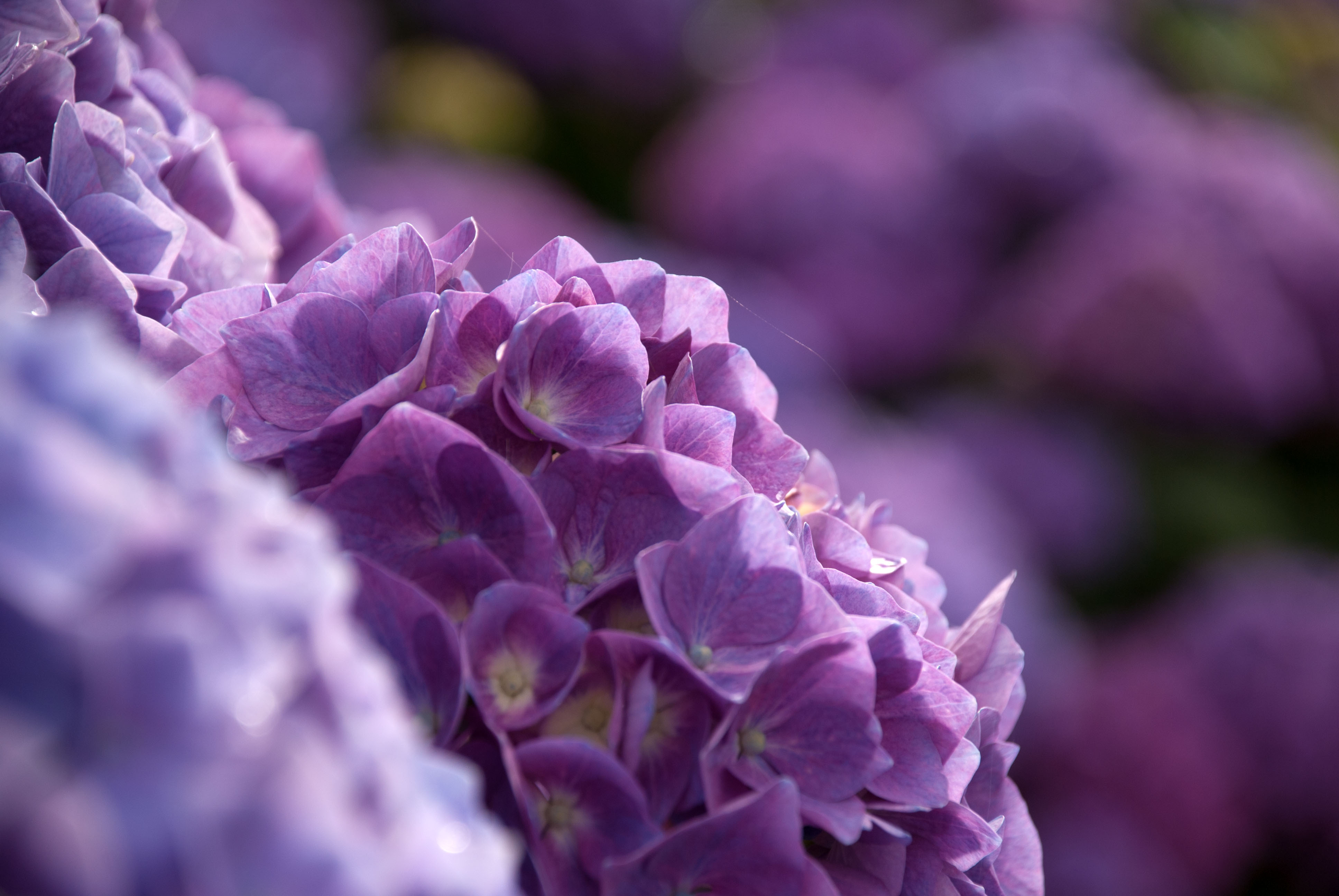 Породы фиолетовых цветов