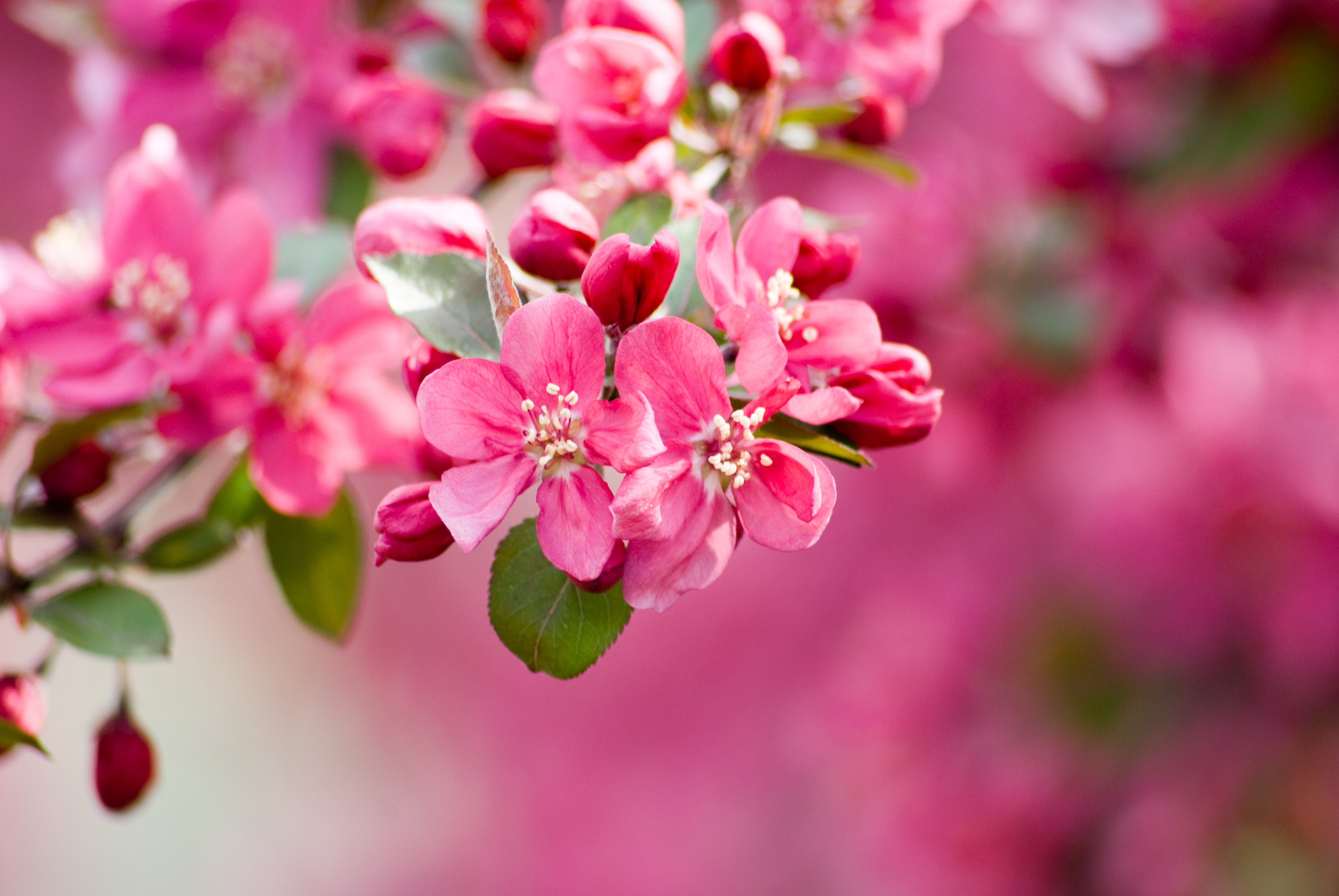 Поздравление с днем красивые картинки. С днём рождения Юленька. Поздравляем яблоня в цвету. С днем рождения Цветущая Сакура. Пусть в душе всегда цветет Весна.