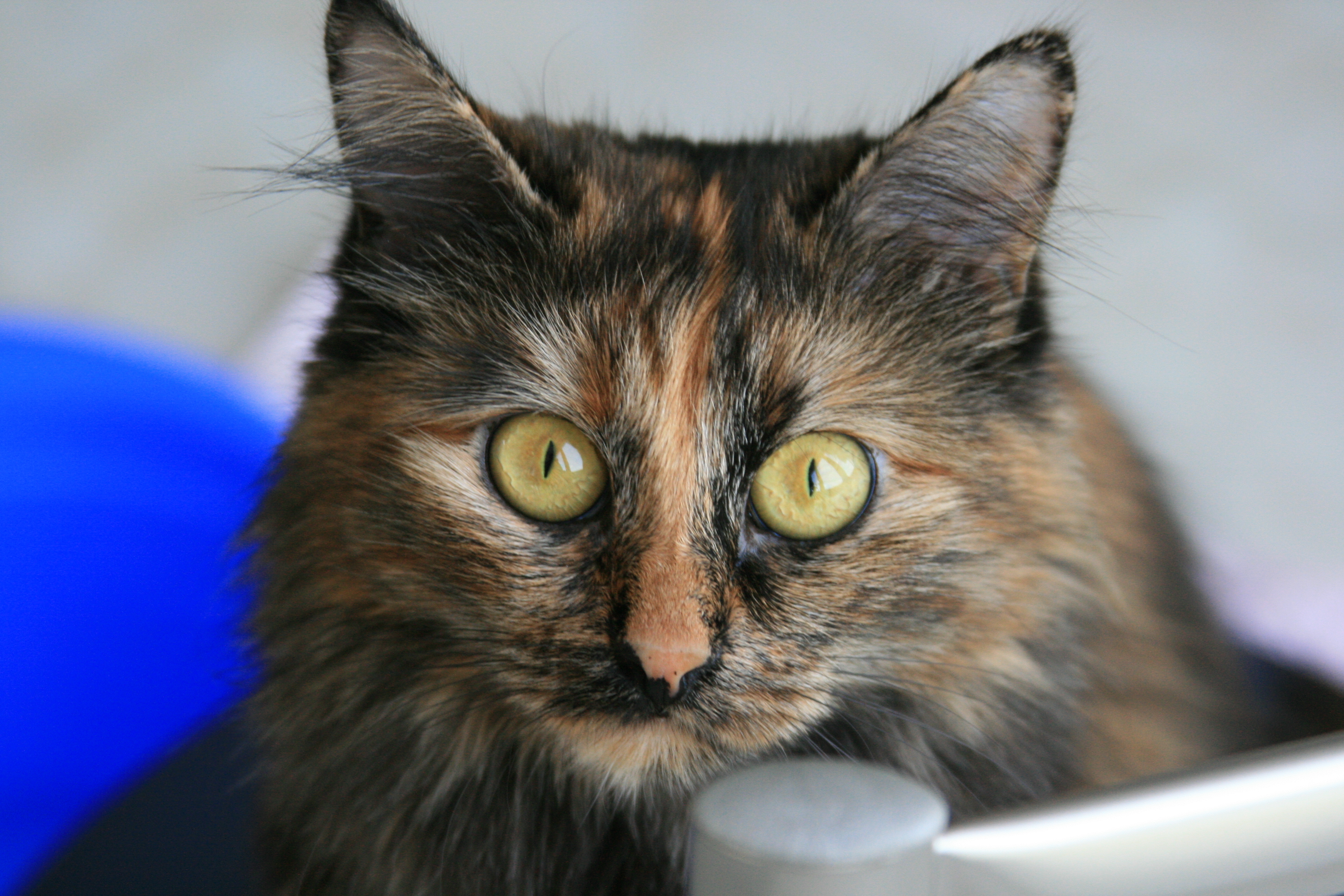 4 цветные коты