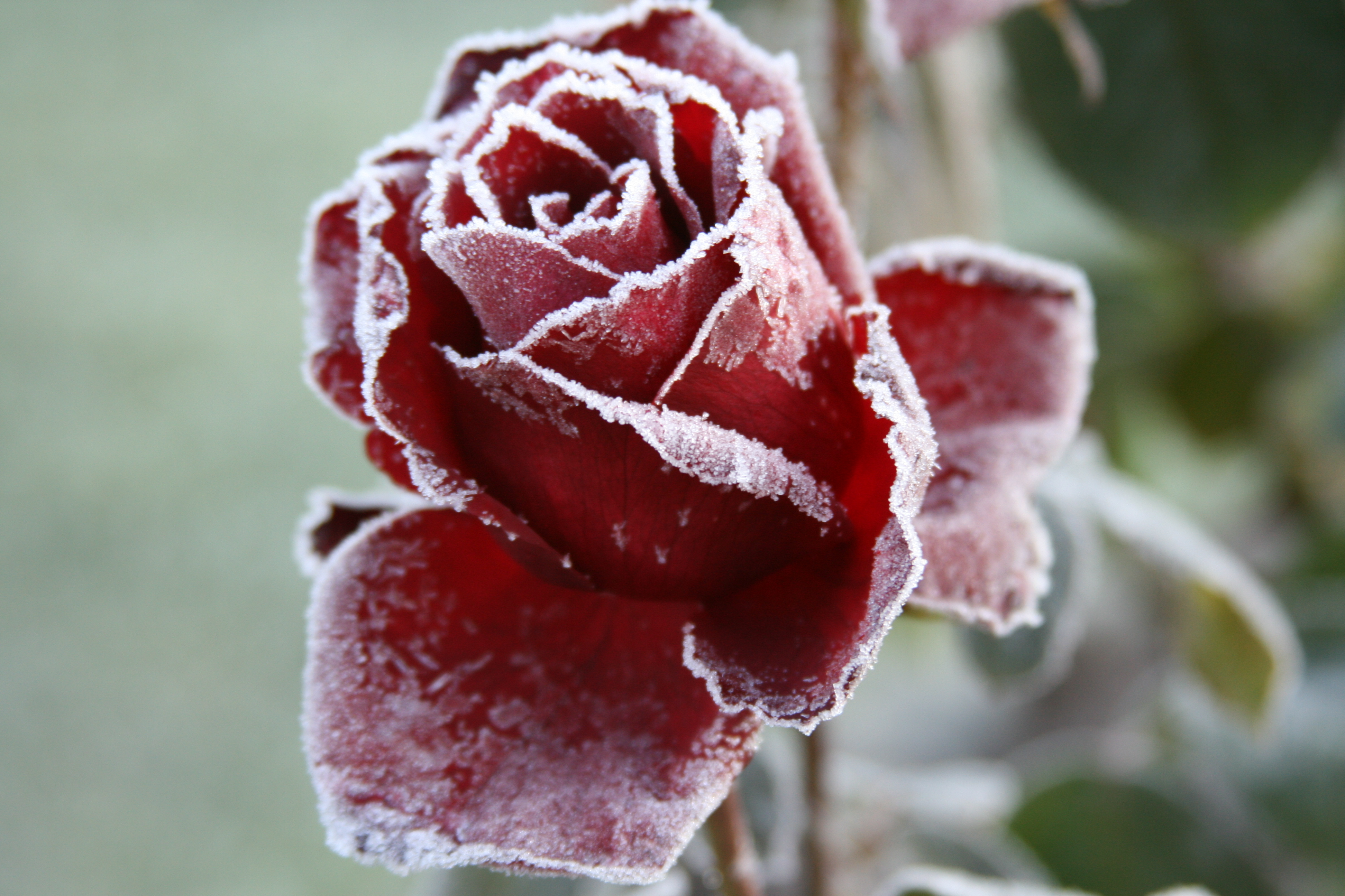 Розы снег красиво. Зимние цветы. Замерзшие цветы.