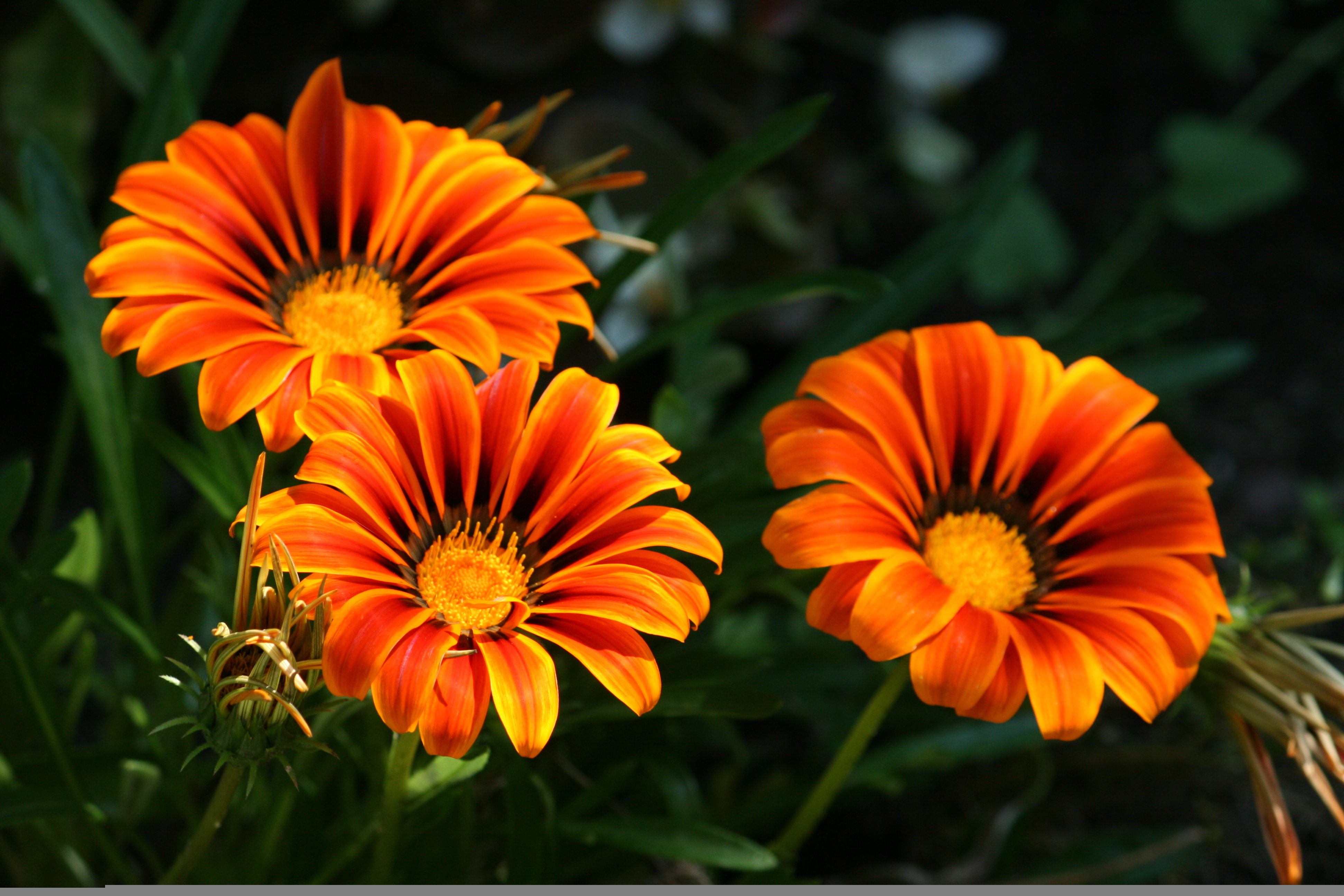 Orange flowers. Оранжевые цветы. Оранжевый цветок садовый. Черно оранжевые цветы. Желто оранжевые цветы.