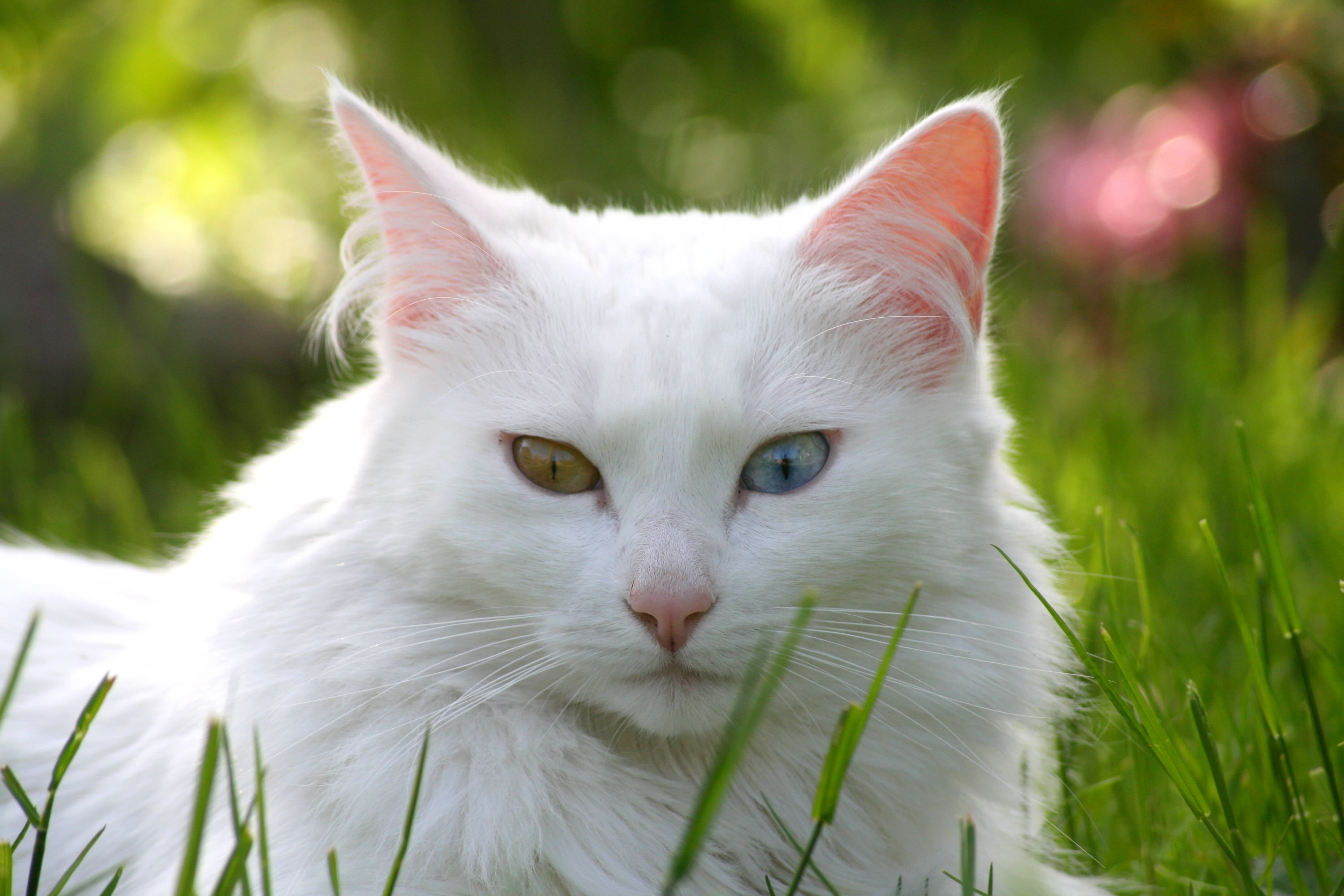 Кот. Турецкая ангора разноглазая. Ангорская кошка белая с зелеными глазами. Турецкая ангора рыжая. Турецкая ангора кот рыжий.